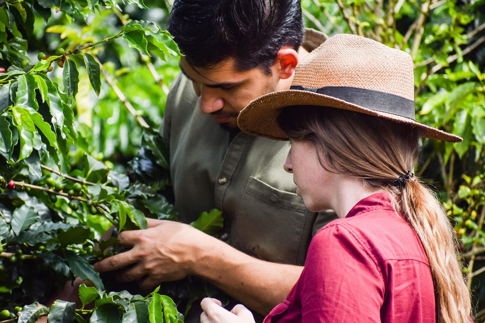 Blonde woman and man standing next to a coffee plant