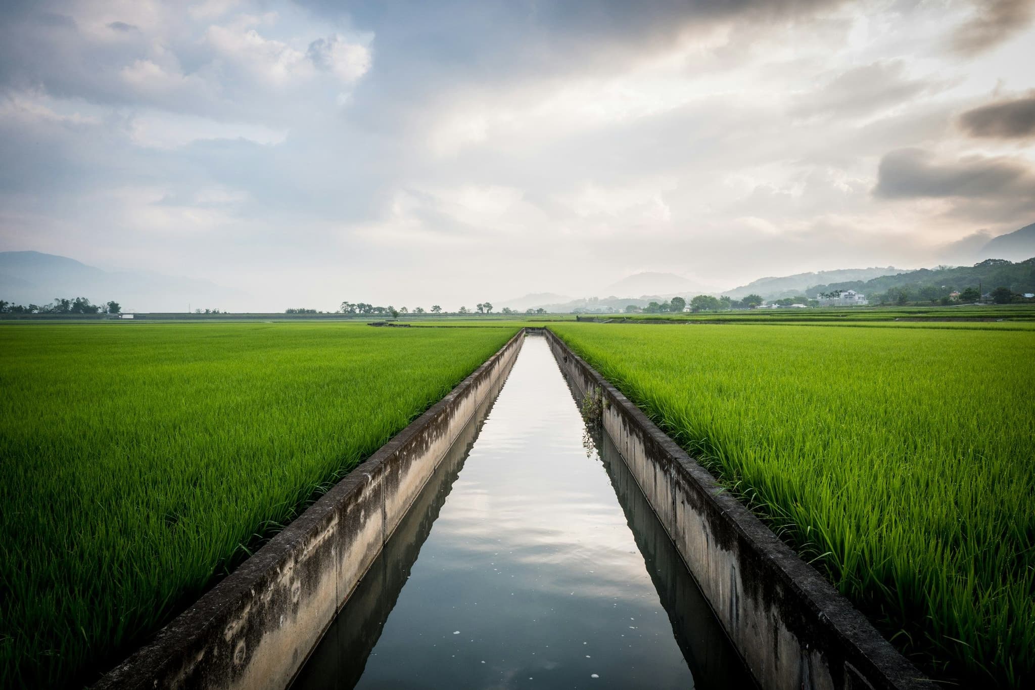 Green rice fields with a long irrigation canal