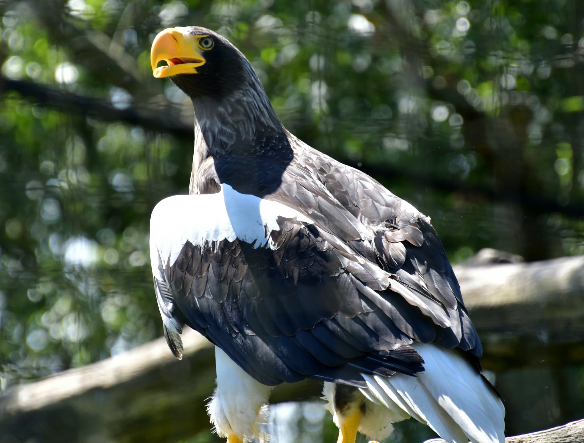 Steller's sea eagle with white and black wings and yellow beak