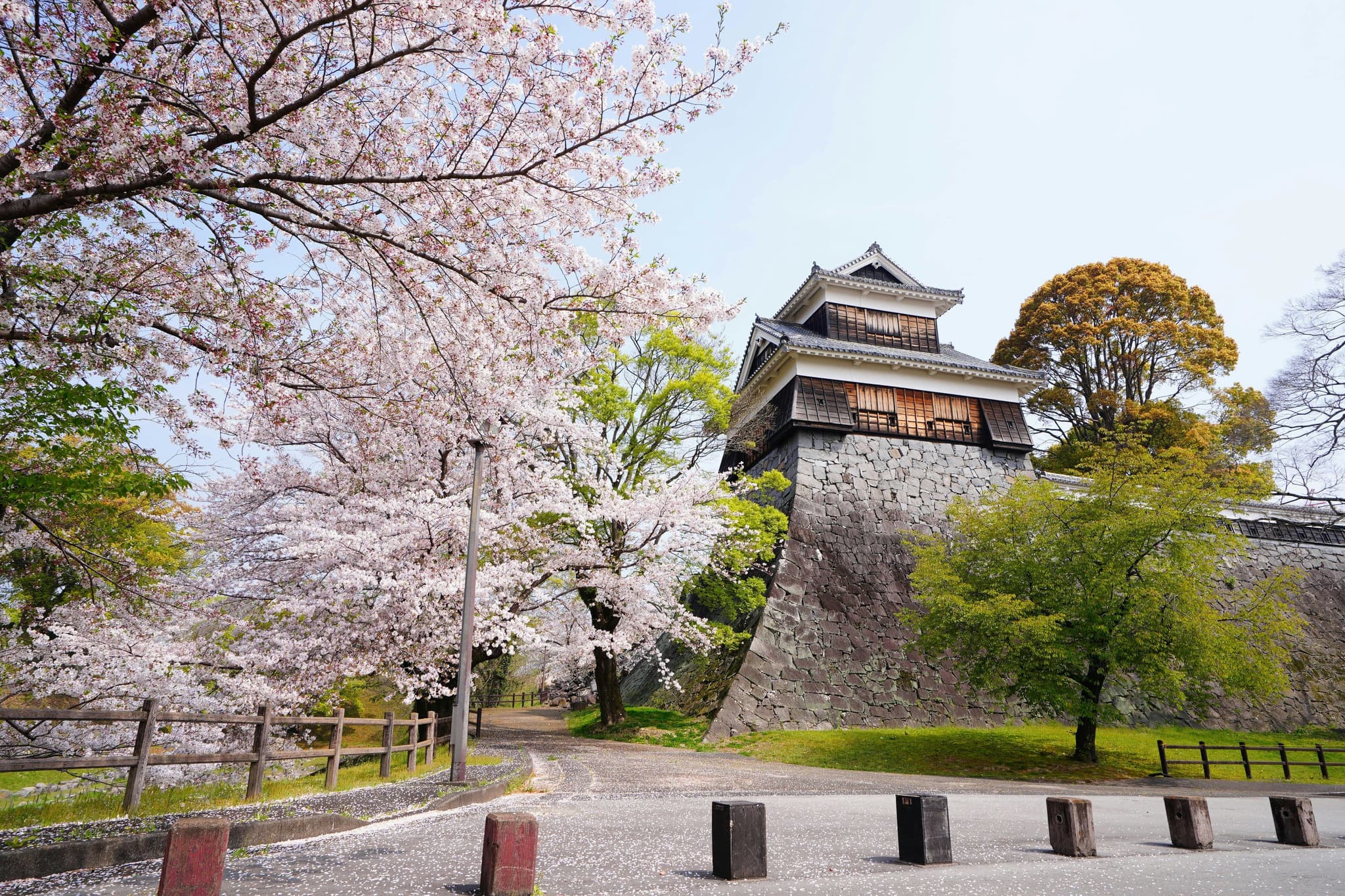 A stone wall with a temple on top in Kumamoto surrounded by pink cherry blossom trees and stone path