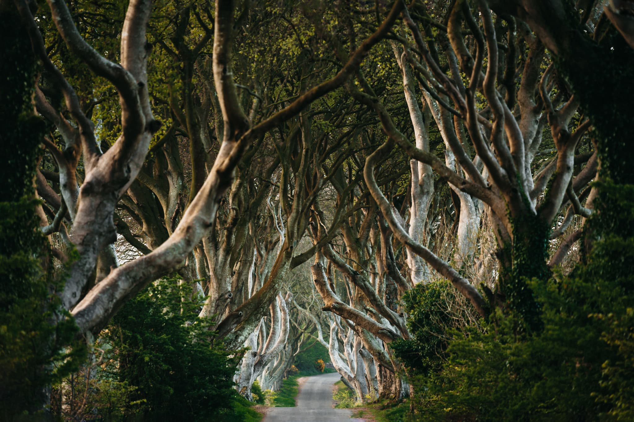 Dark Hedges tree lined path