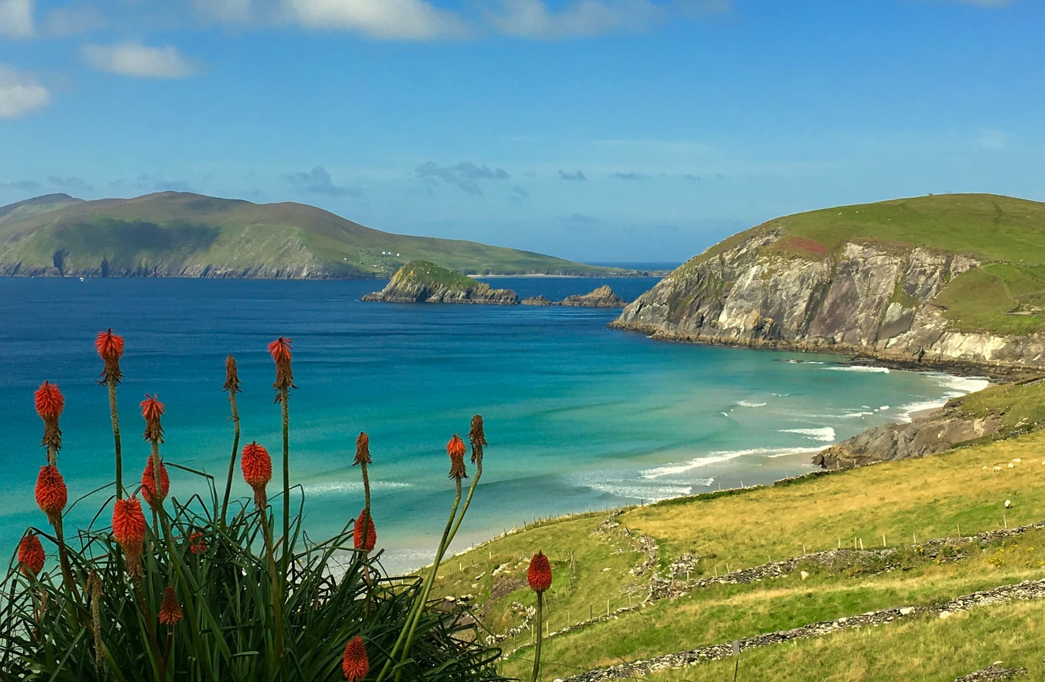Flowers, green grass and turqoise sea water in the South of Ireland