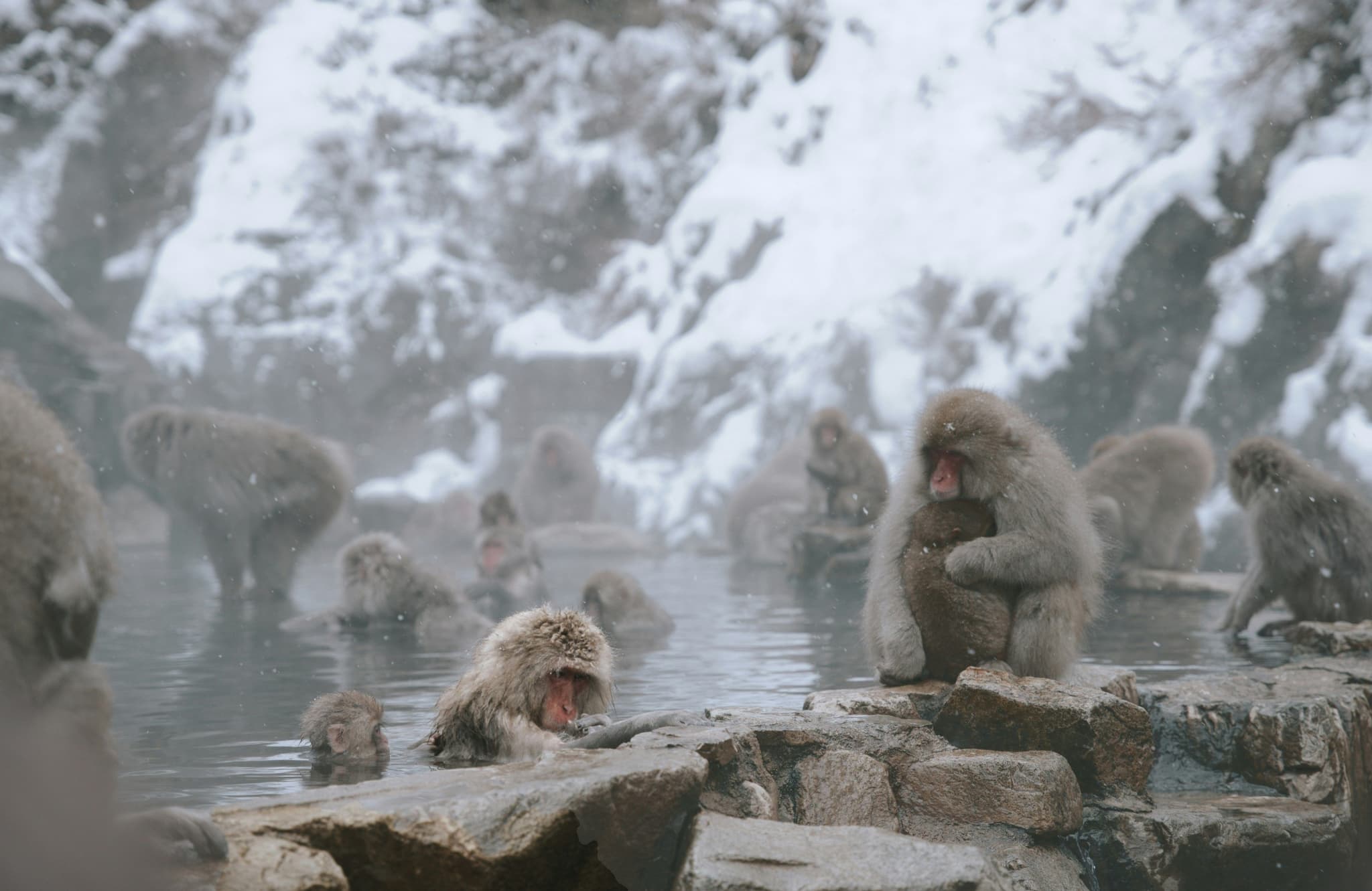 Monkeys in japan enjoying the hot springs in the snow
