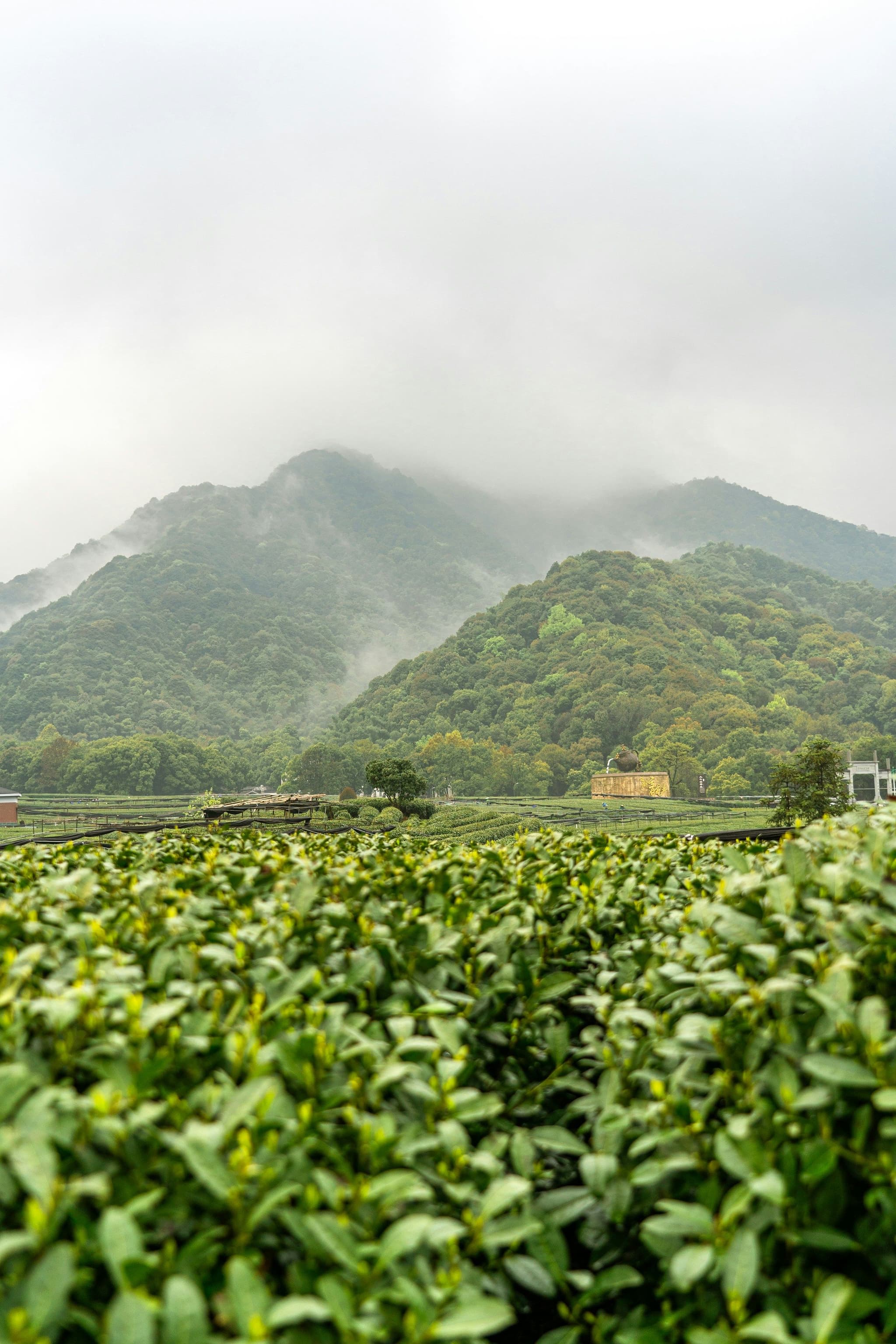Rows of Longjing tea bushes on a hillside farm near Hangzhou