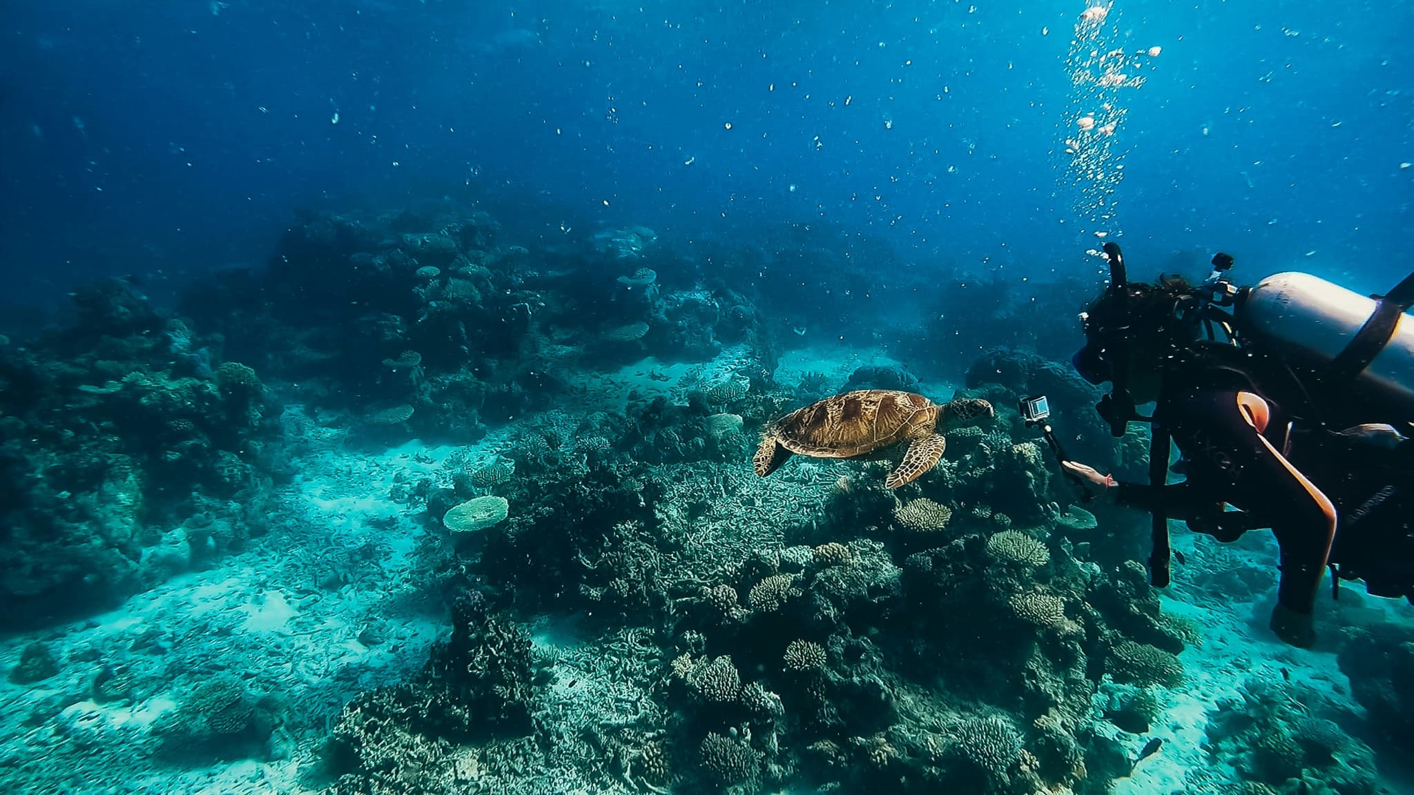 A person diving in the great barrier reef, meeting a sea turtle underwater