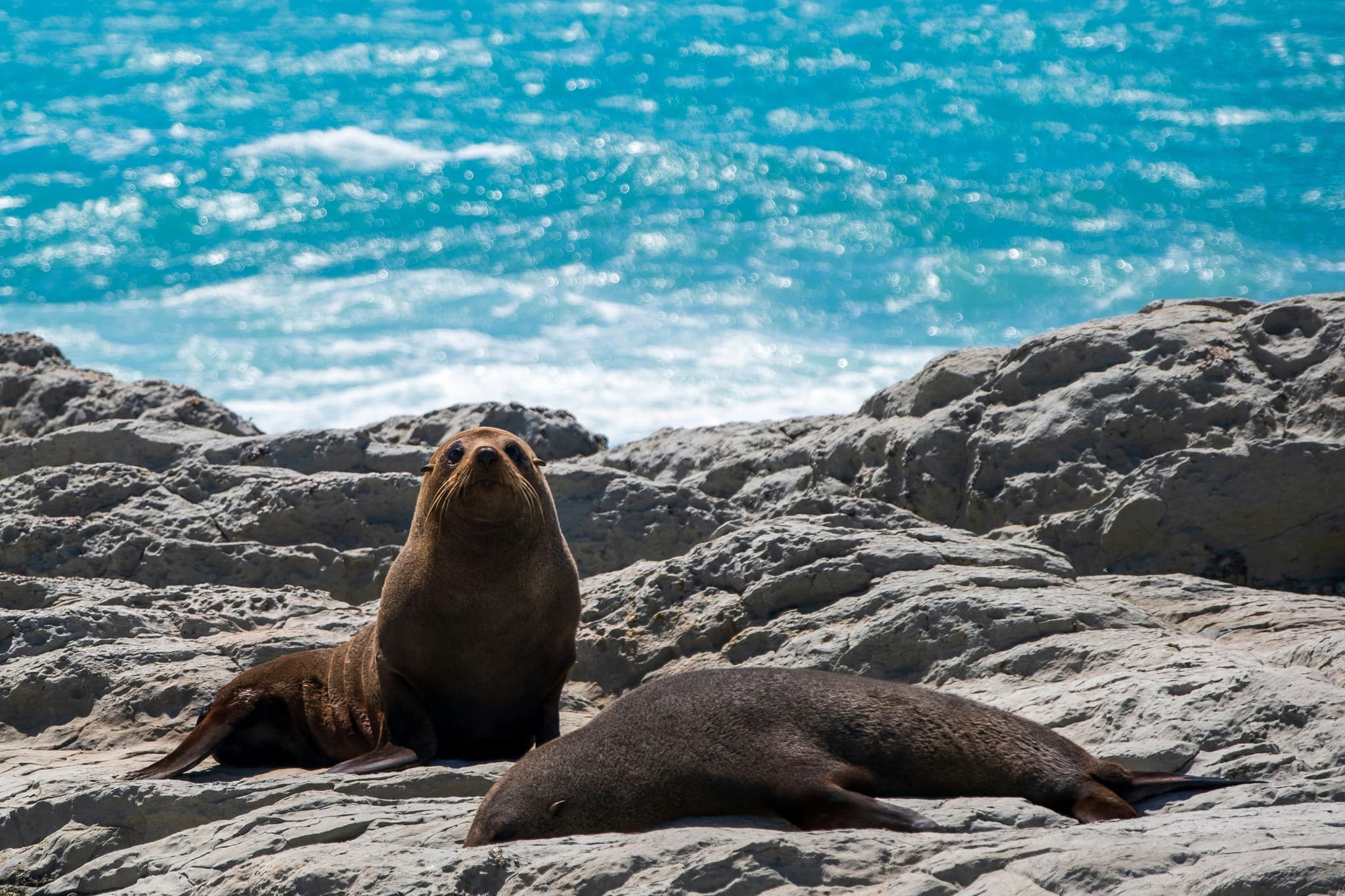 Two seals resting on rocks by the water in Kaikoura