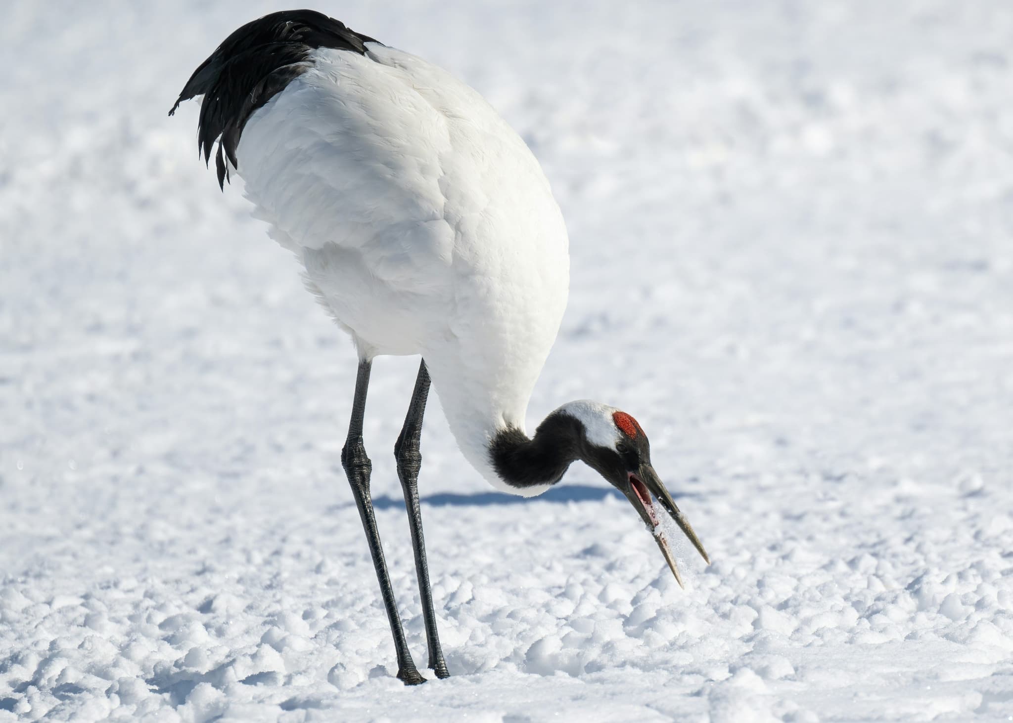 Red-crowned cranes of Hokkaido in the snow
