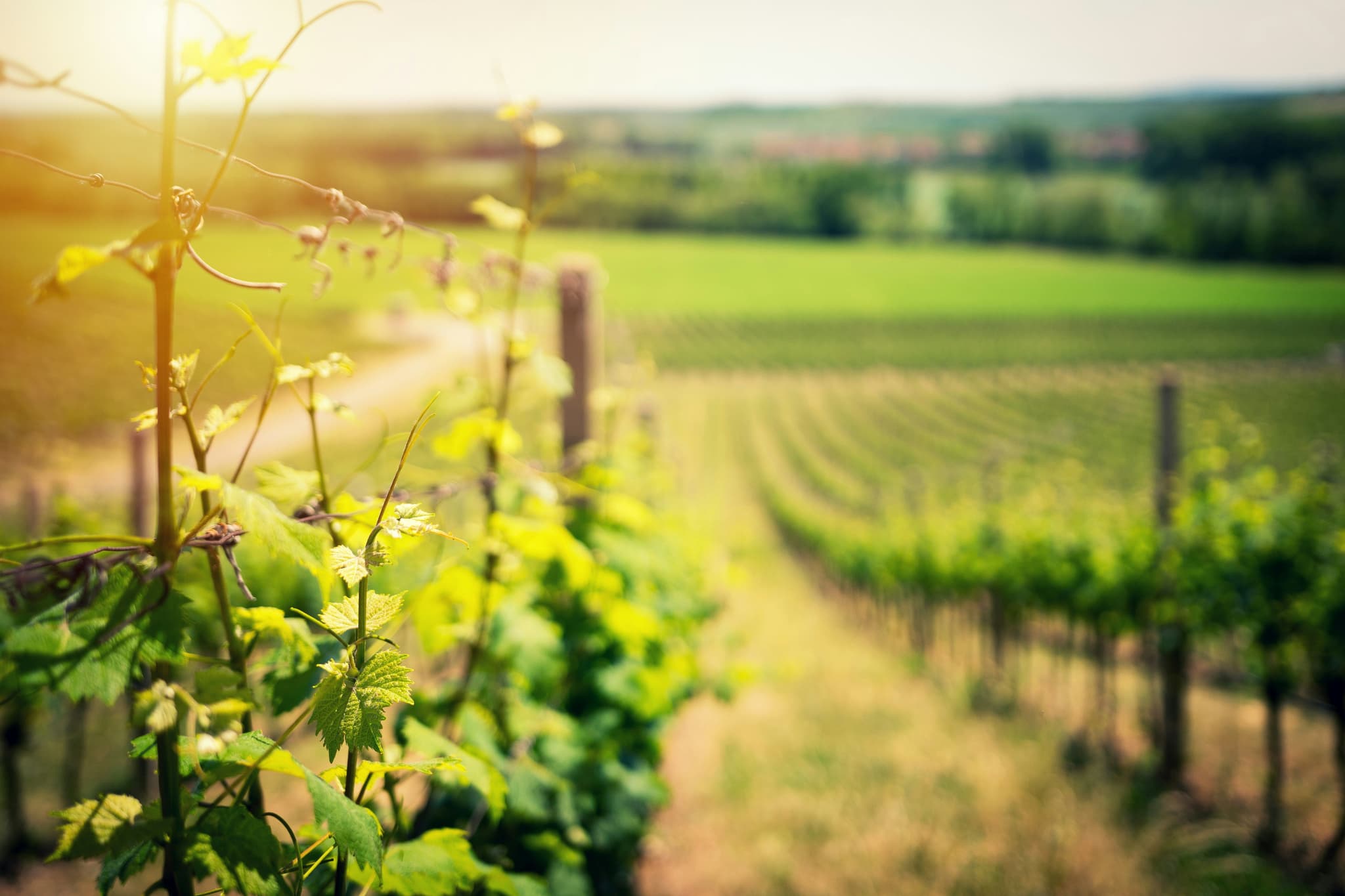 Blurred closeup image of a wine region in Czechia