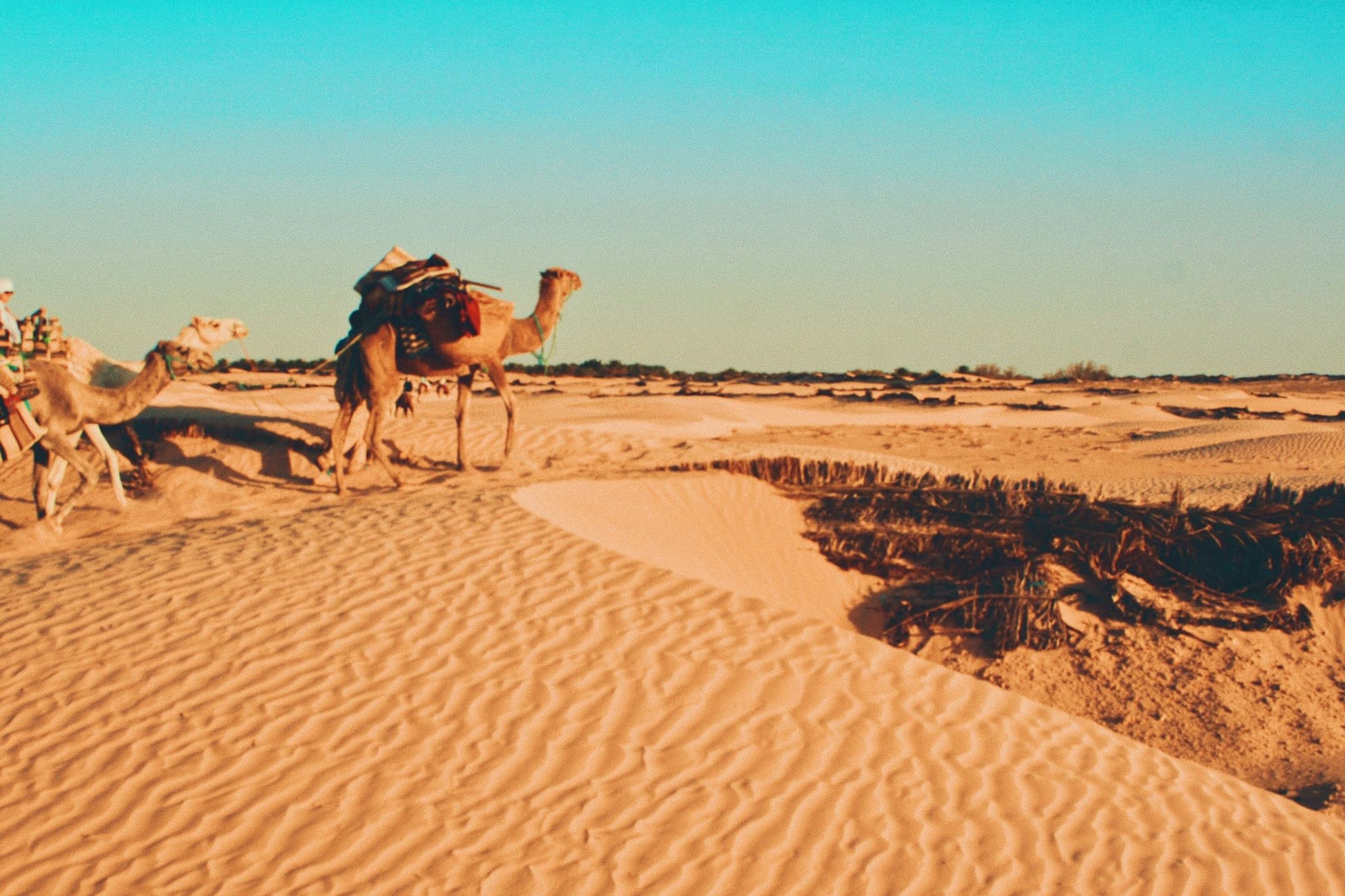 Camels resting on the sand in the Tunisian Sahara