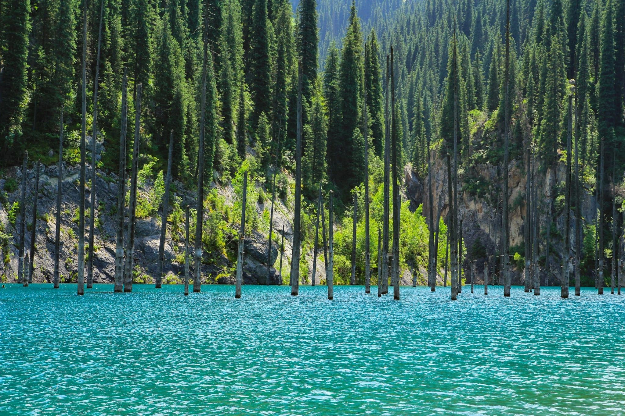 Bare spruce trunks rising from the turquoise water of Kaindy Lake