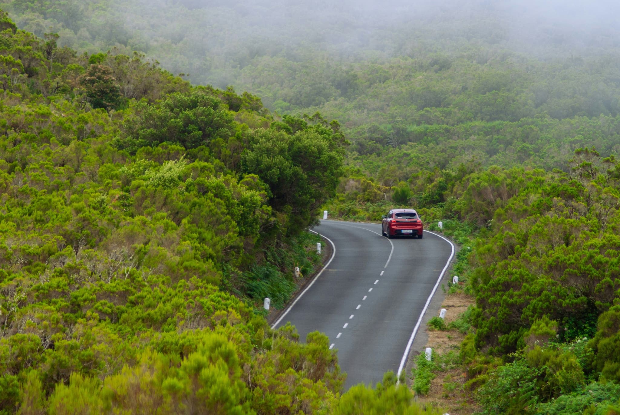 A car driving on a road in a forest from above