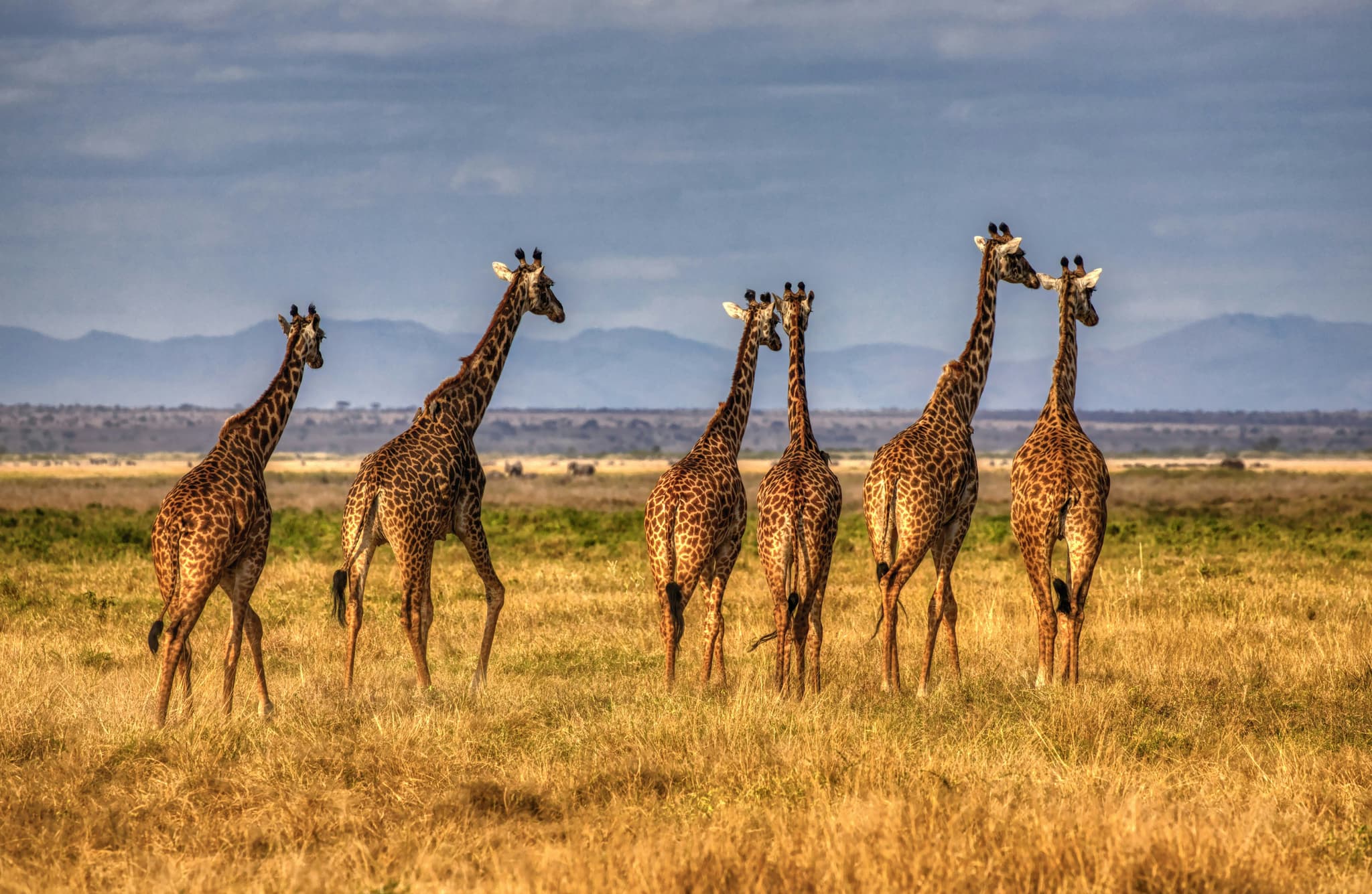 giraffe group on safari