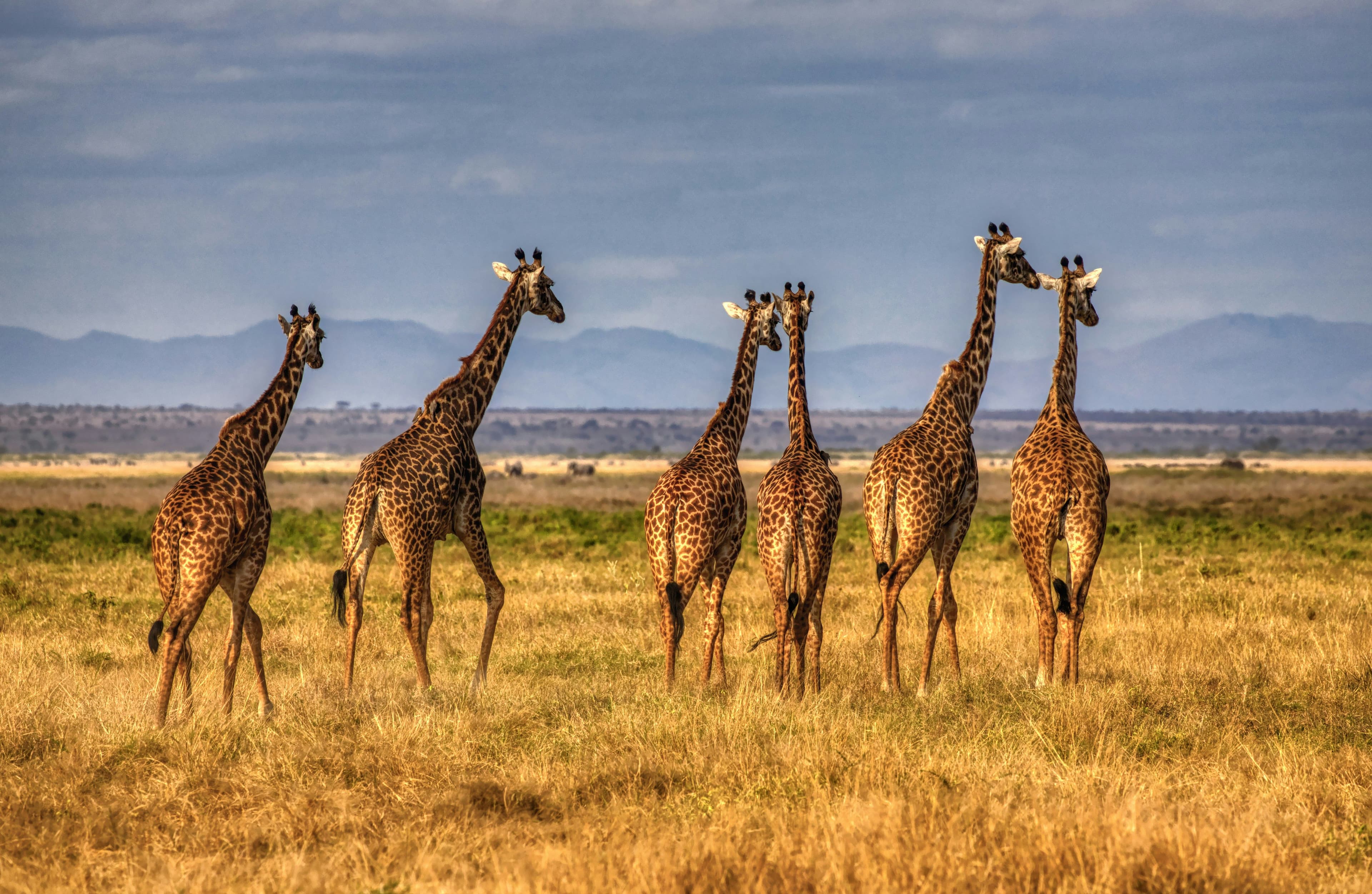 giraffe group on safari