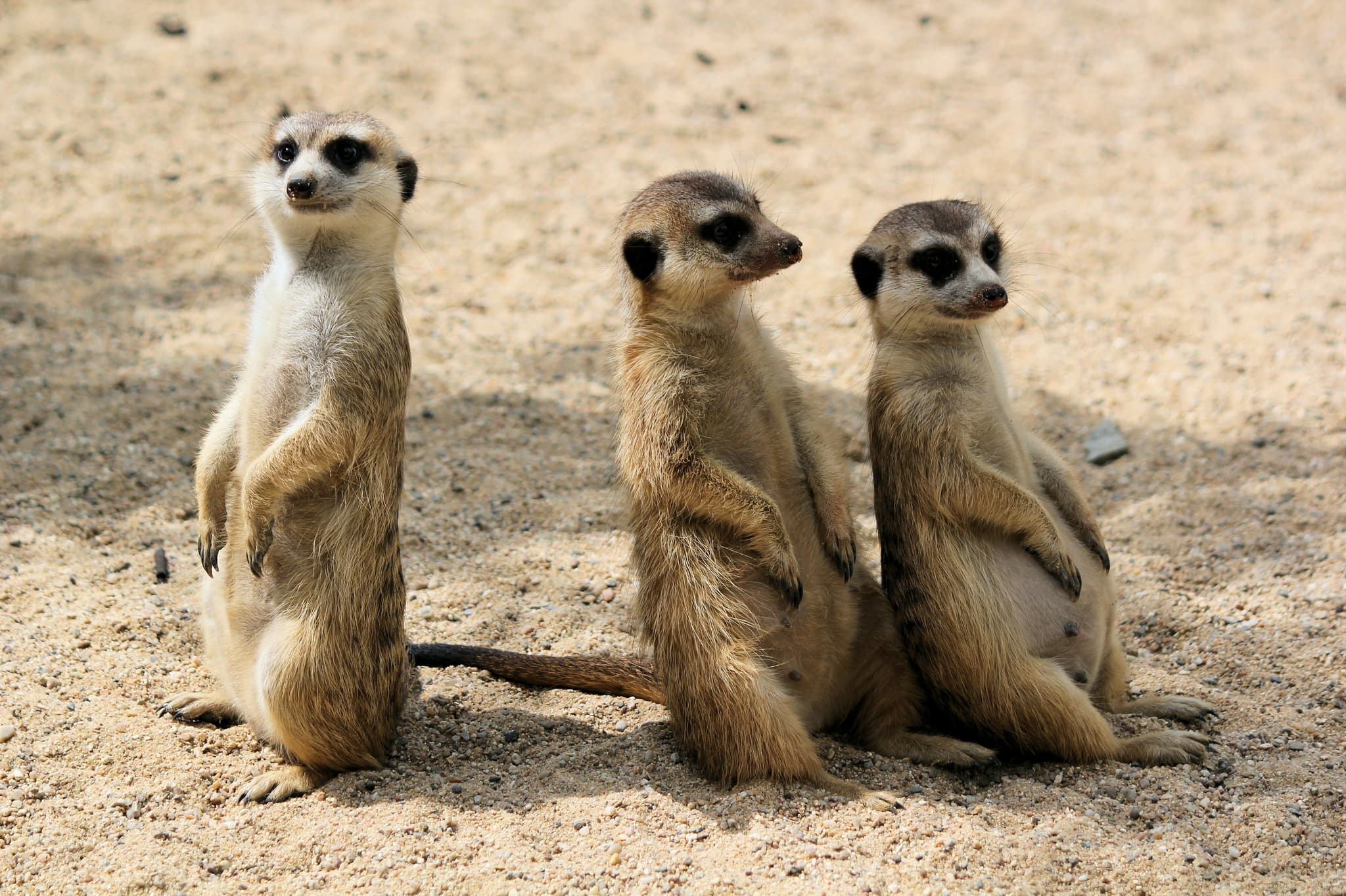 three meerkats sitting