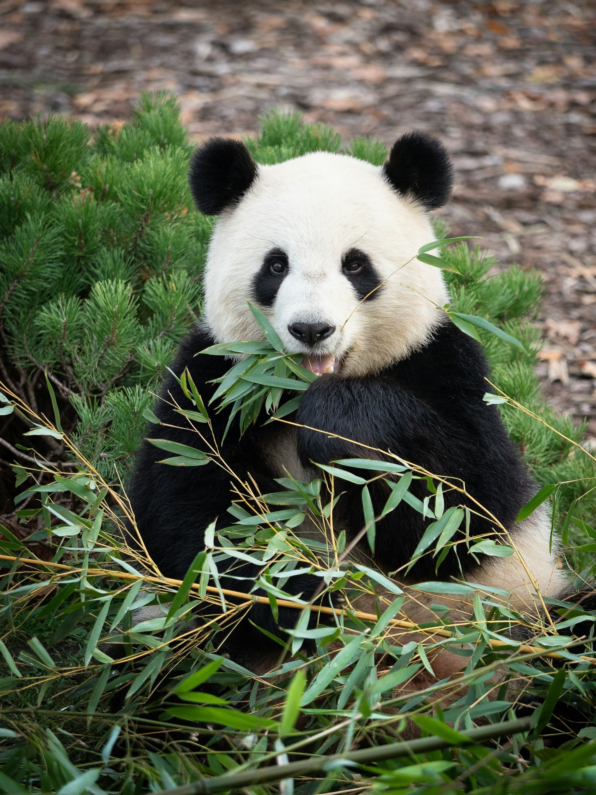 A giant panda sitting in the grass eating bamboo