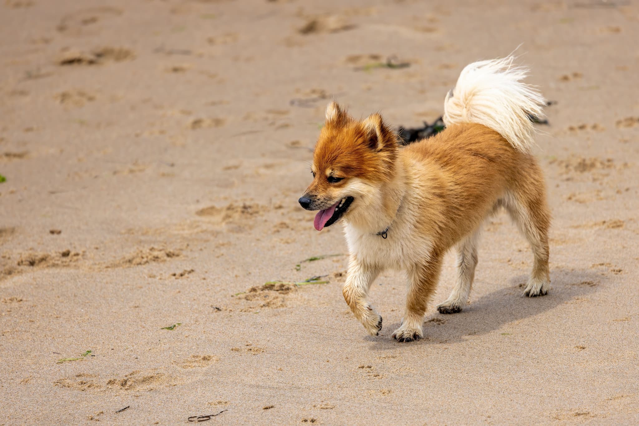 Icelandic sheepdog walking on the sand in Iceland