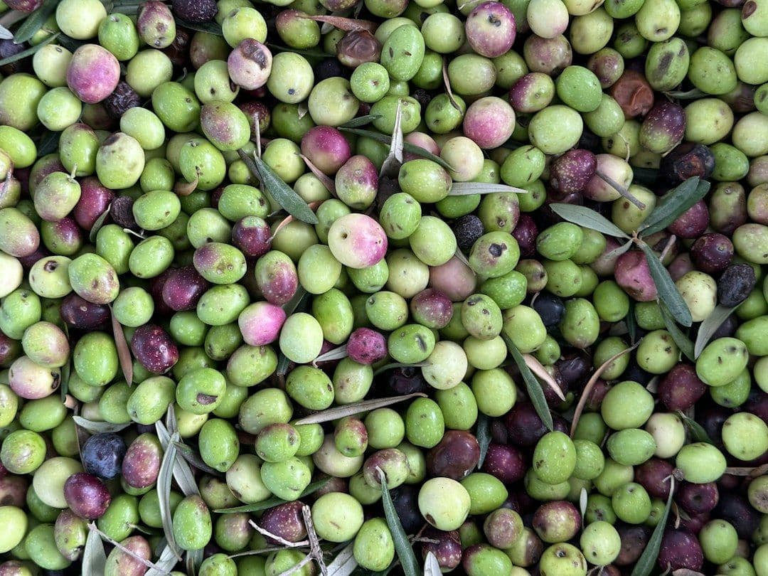 Freshly harvested olives destined for olive oil production in Alhaurín el Grande, Andalusia