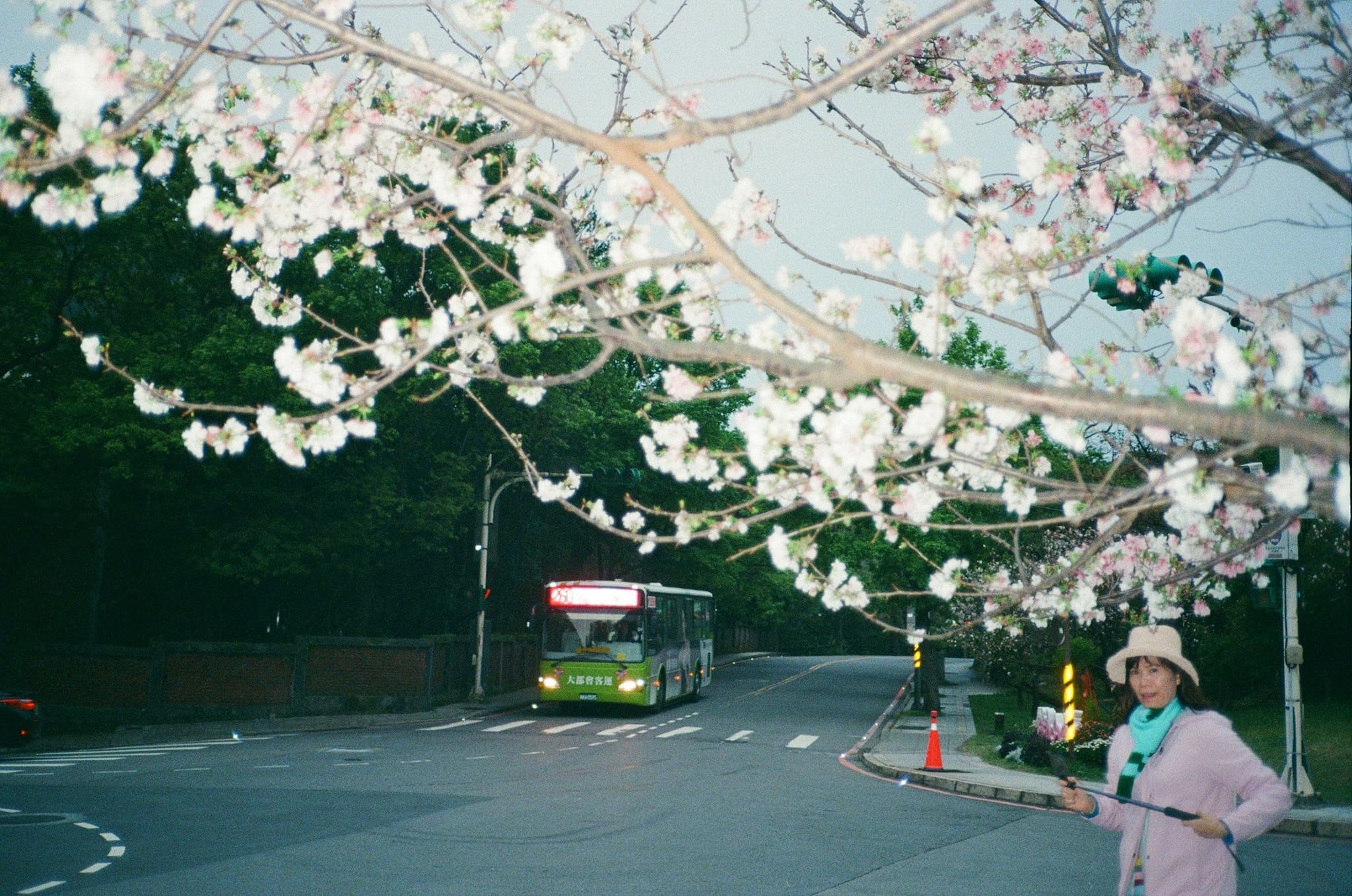 Cherry blossom along a road in Yangmingshan National Park