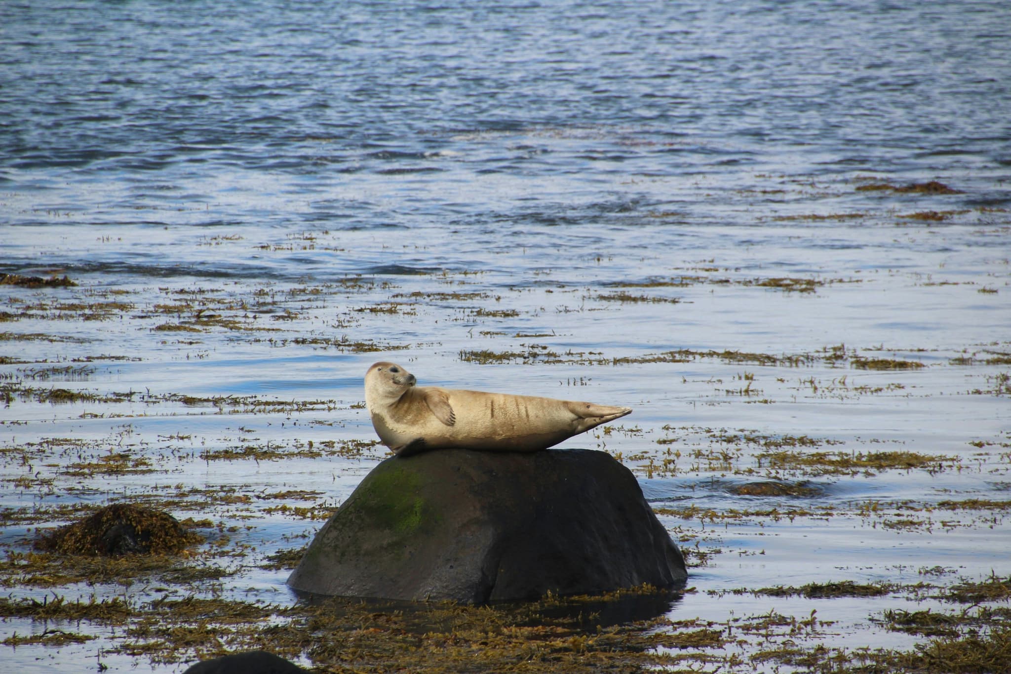 A seals resting on a rock in the Icelandic sea