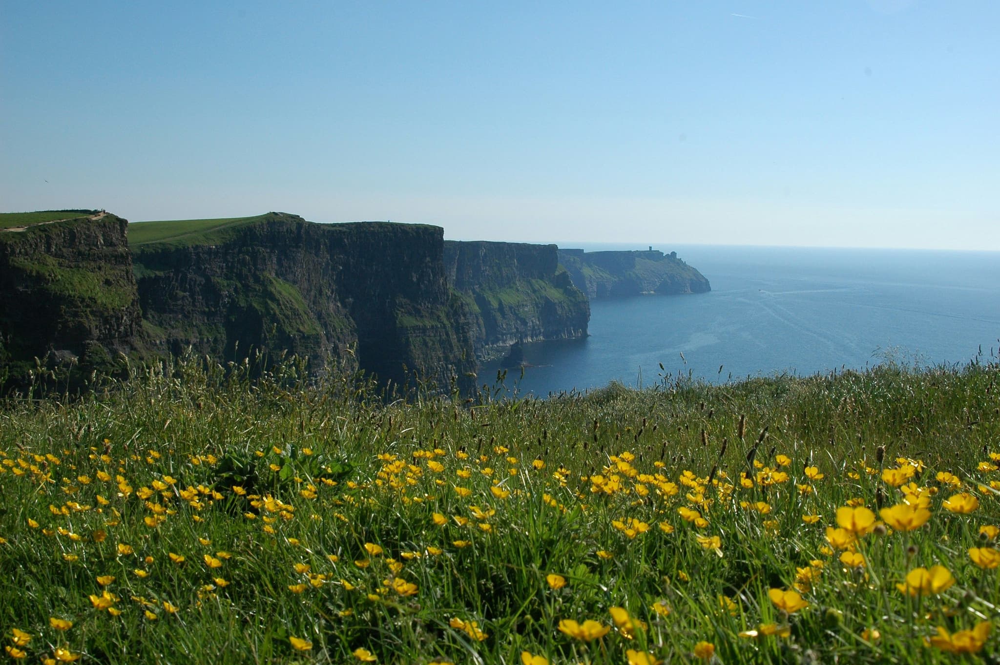 Cliffs of Moher during spring with yellow flowers on green grass