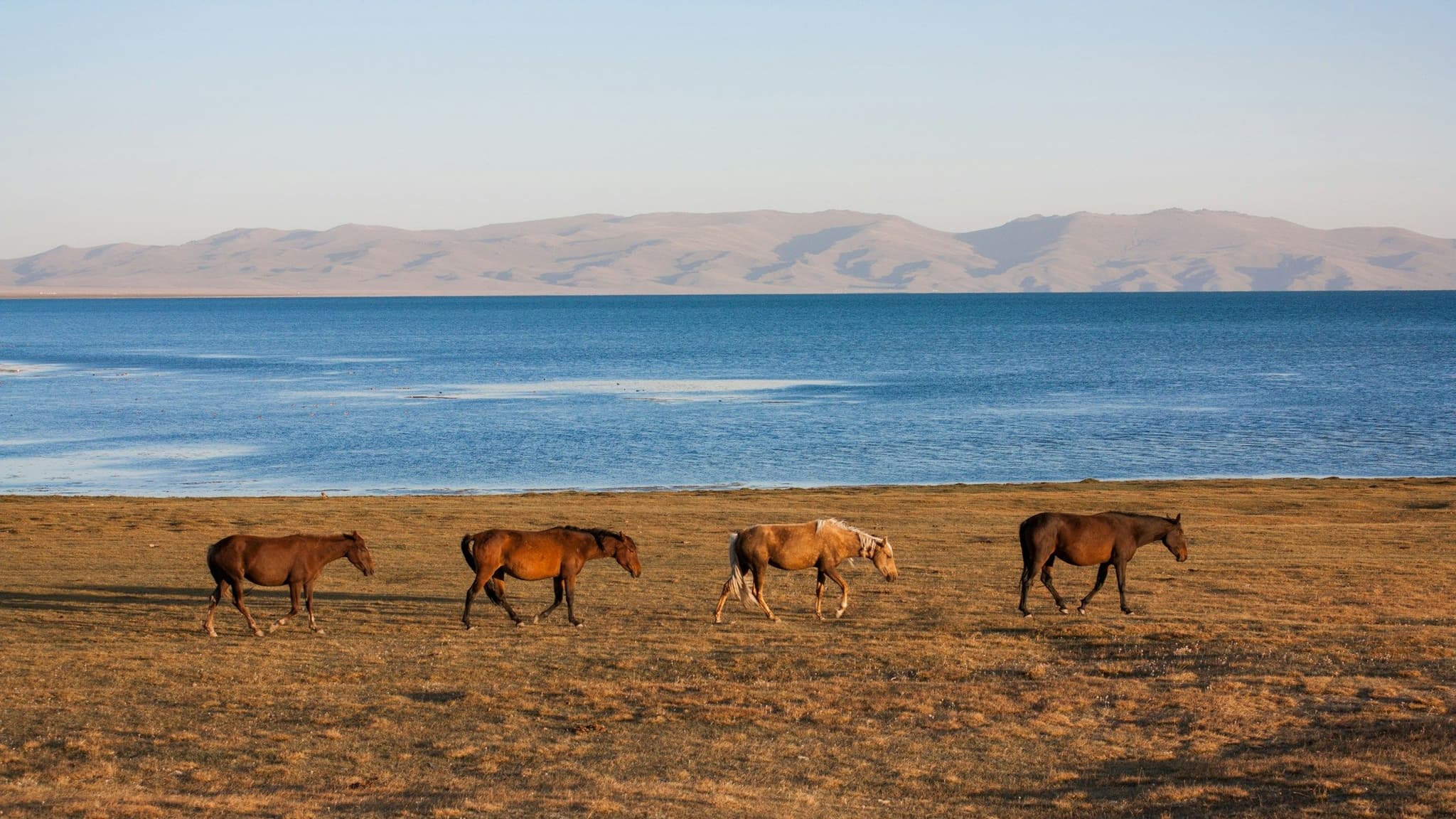 Horses walking along the shore of Song-Kul lake at sunrise
