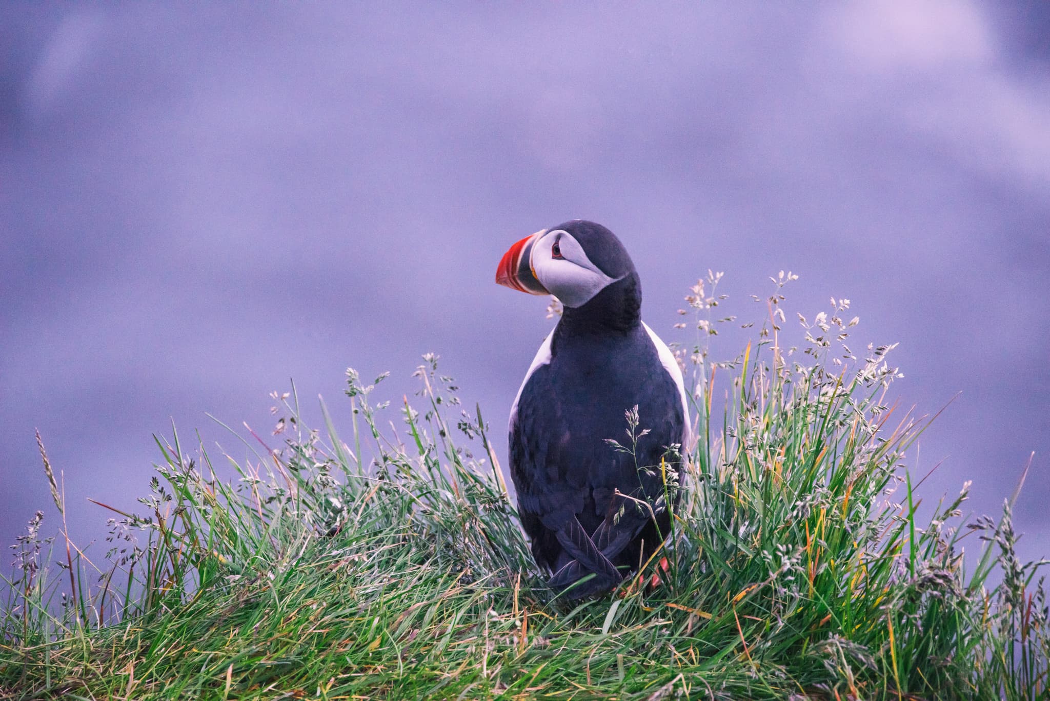 A puffin sitting on the edge of a grassy cliff, the sky is purple