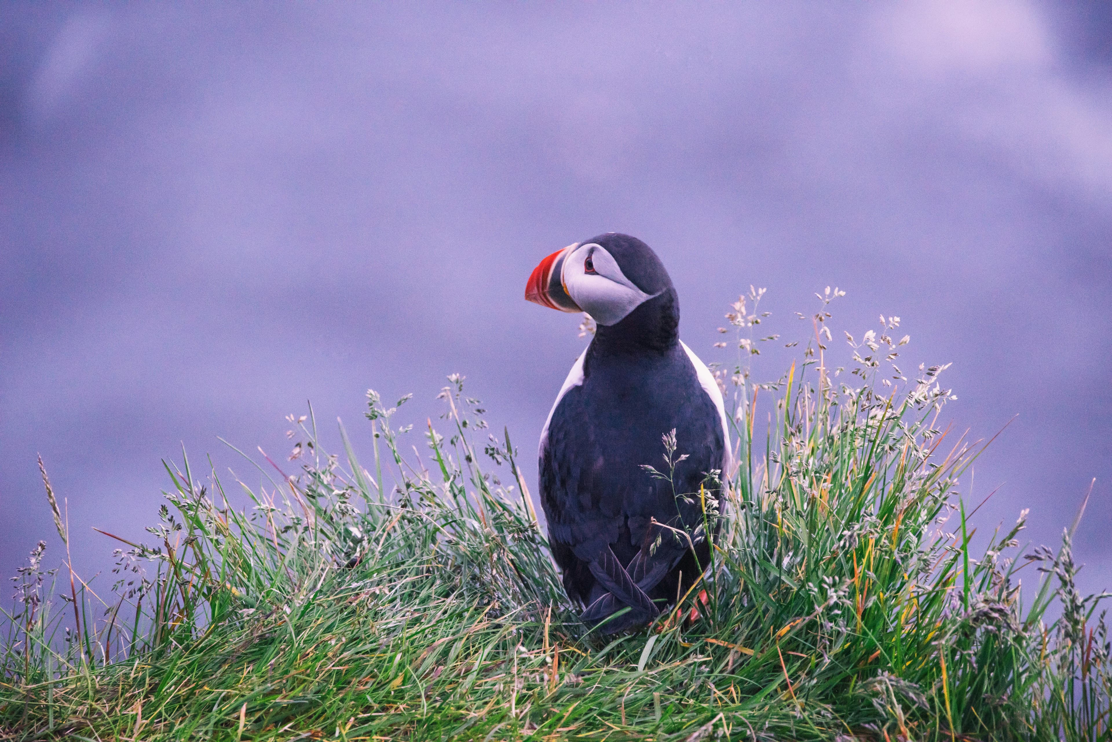 A puffin sitting on the edge of a grassy cliff, the sky is purple