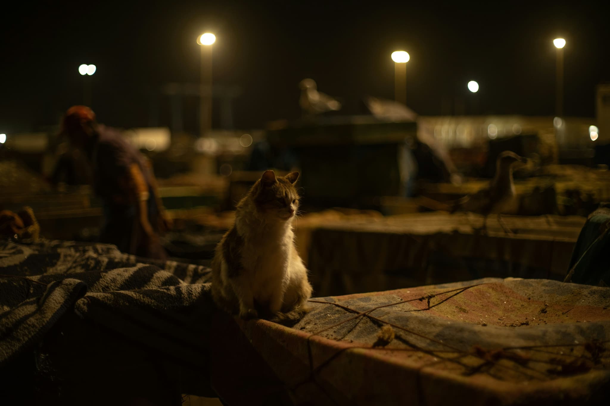 A cat at night in morocco
