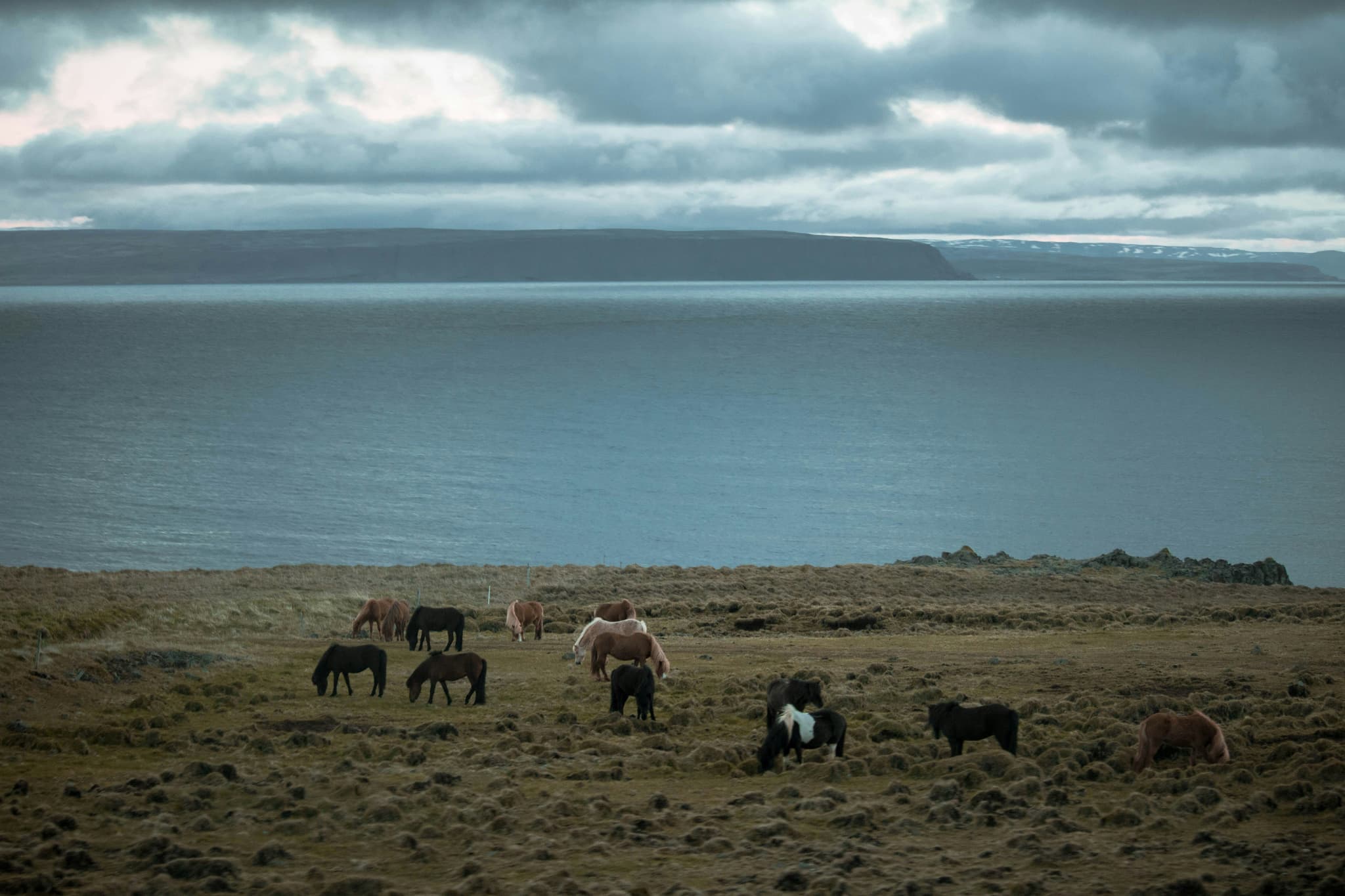 Icelandic horses grazing in a field of grass by the sea in Iceland