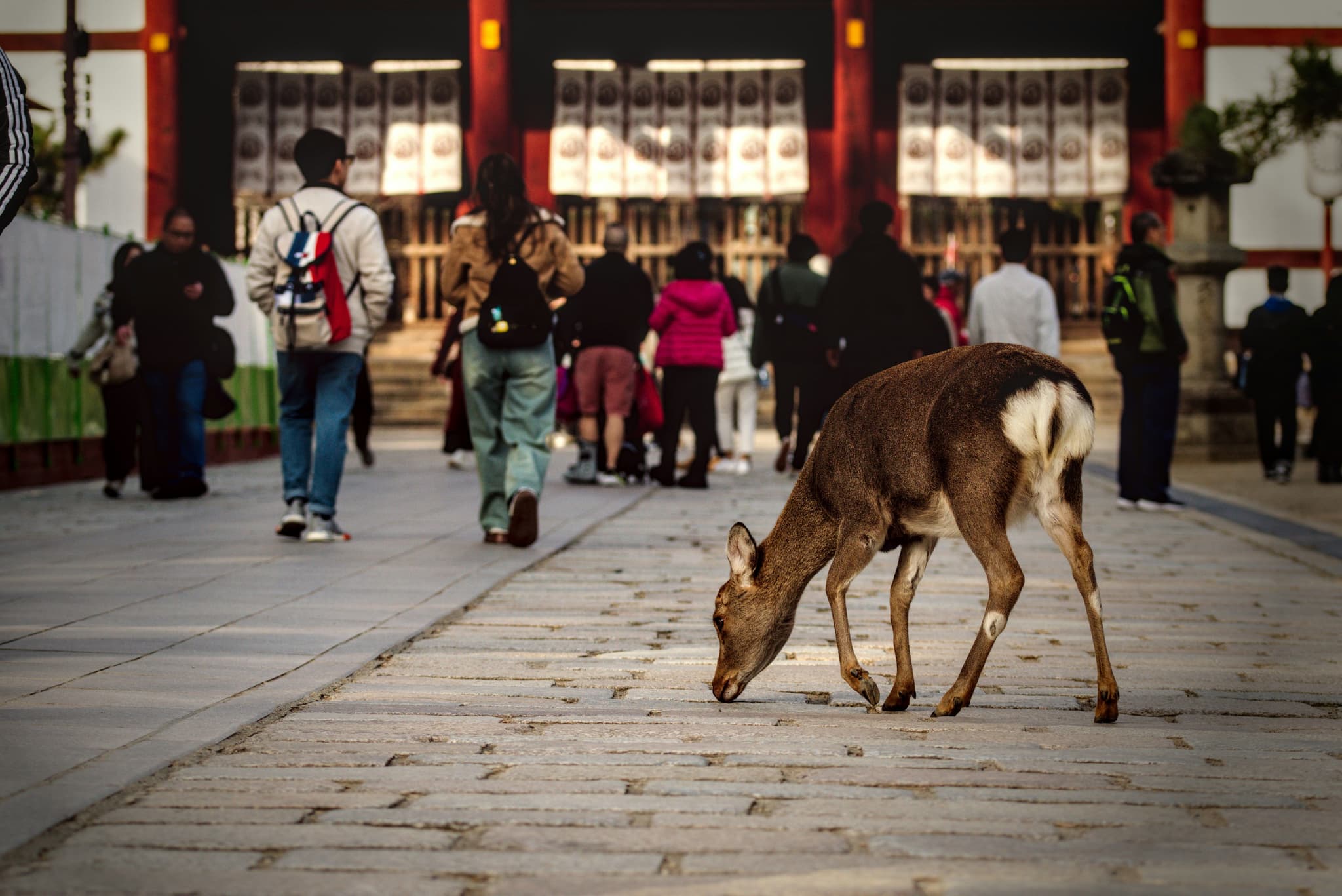 Wild deer roaming freely near Todai-ji Temple in Nara Park