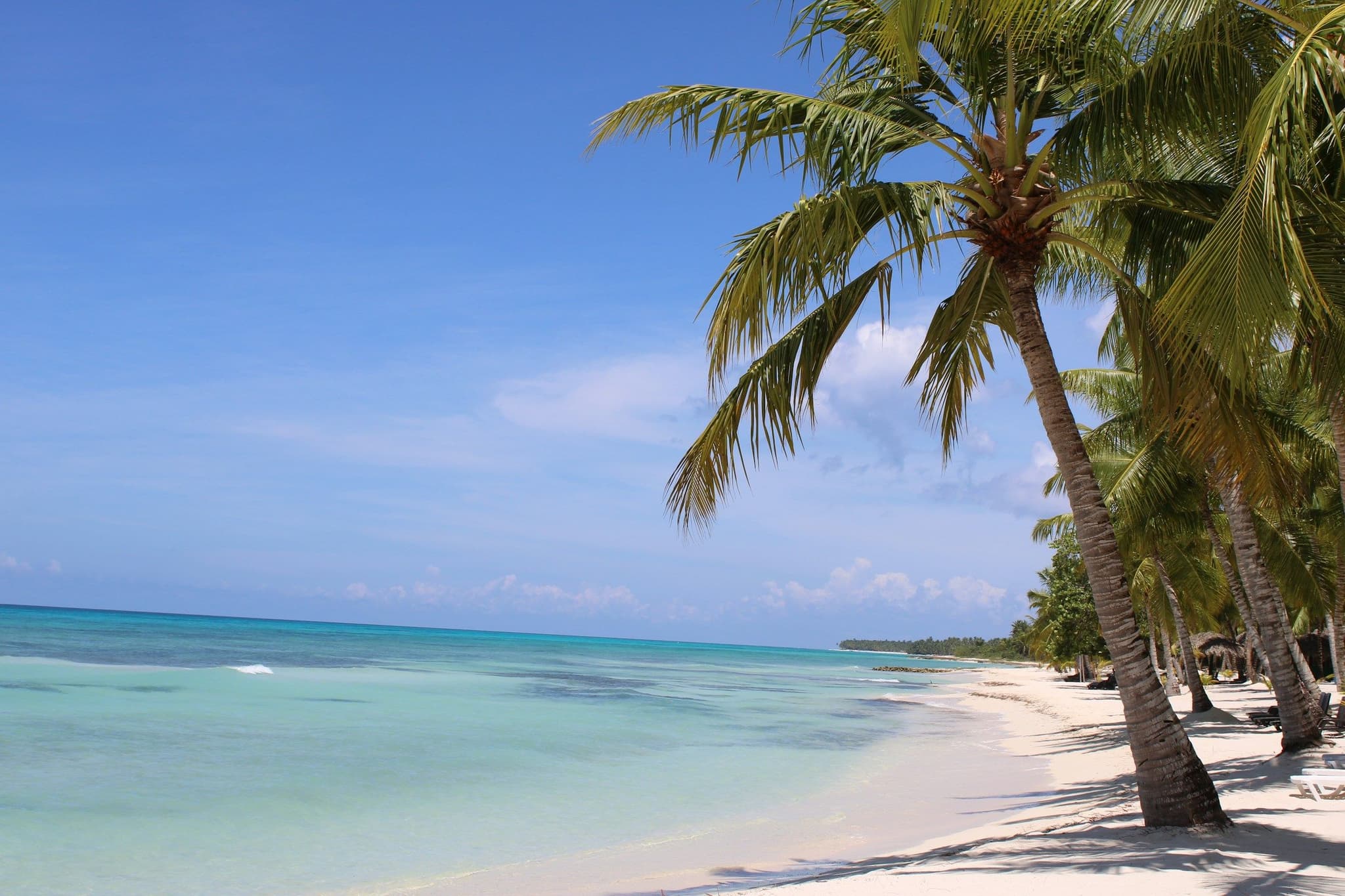 A coconut palm leaning towards a blue Caribbean sea