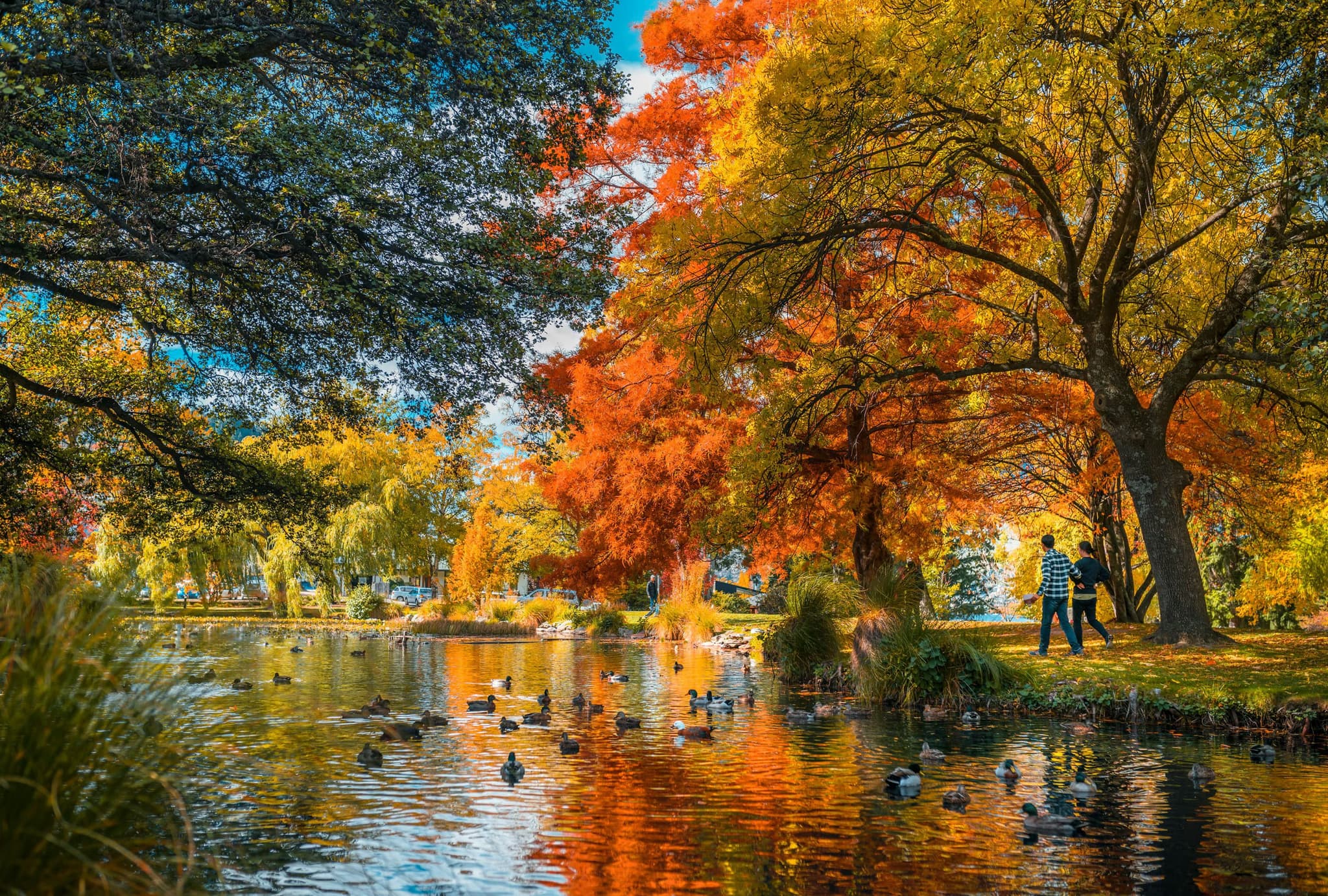 A serene autumn scene with vibrant red, orange, and yellow leaves reflecting on a pond. Ducks swim, while two people walk under a large tree, conveying tranquility.