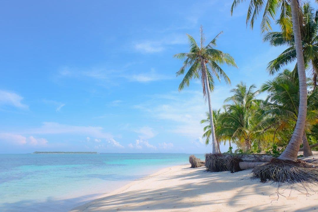 A tropical beach with palm trees and clear turquoise water.