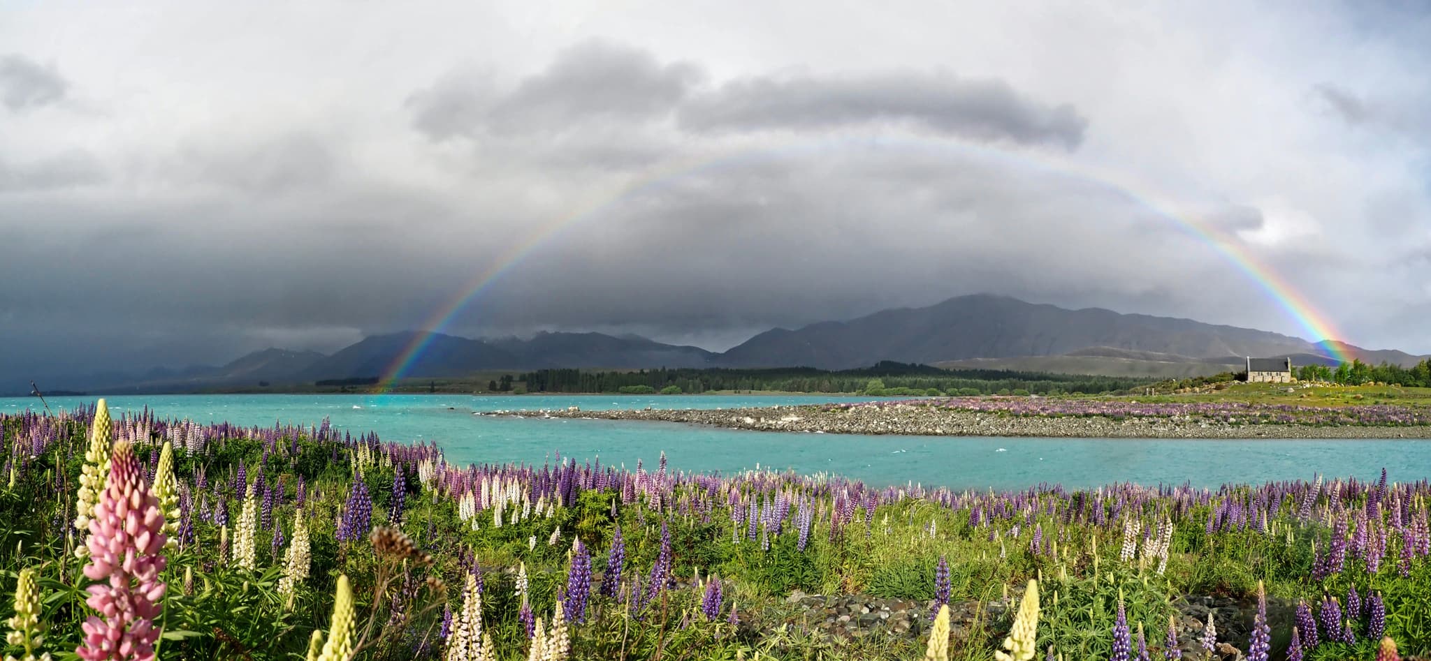 Purple lavender field and rainbow over turqoise water during a cloudy day in New zealand
