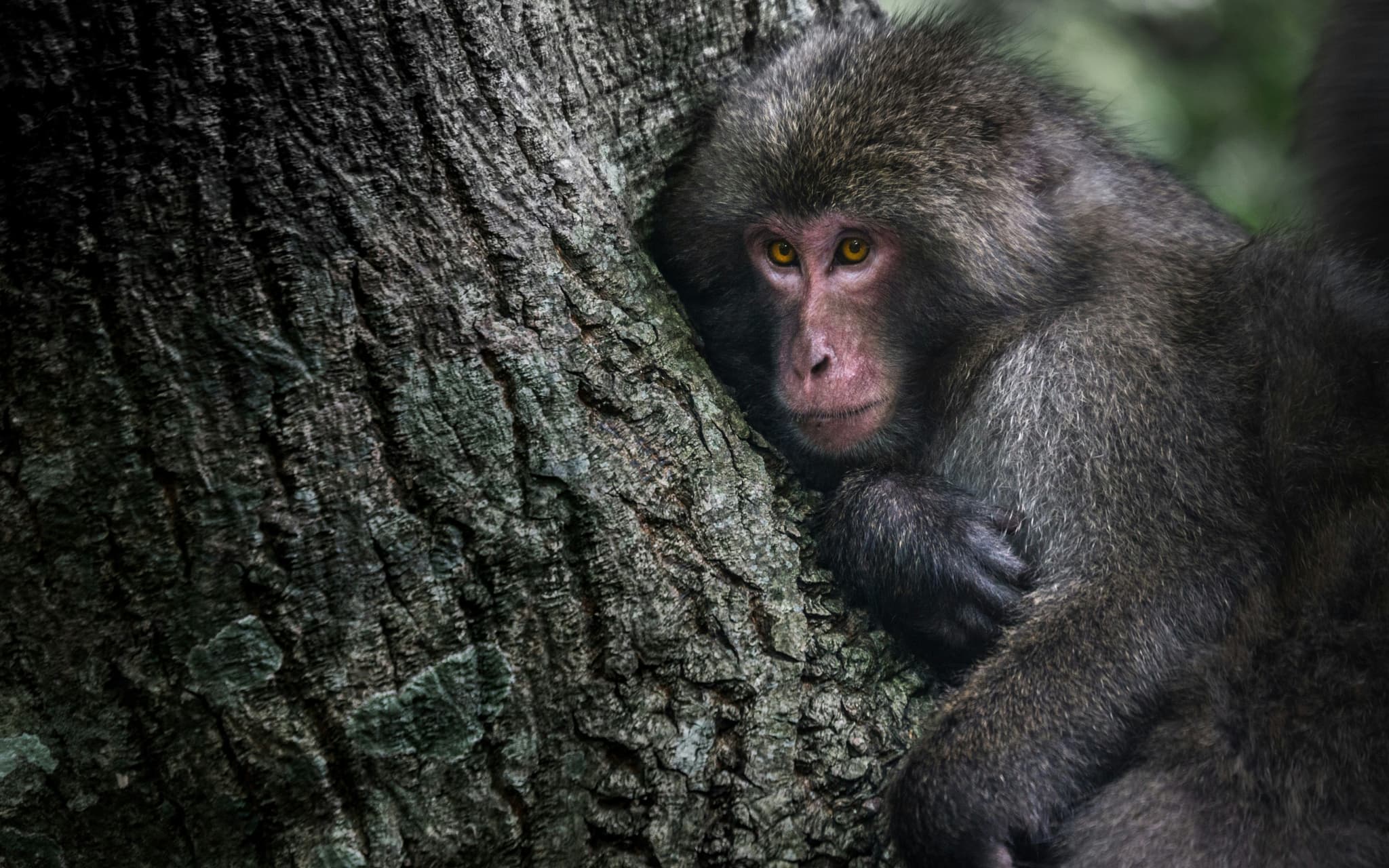 Monkey in Japan holding on to a tree