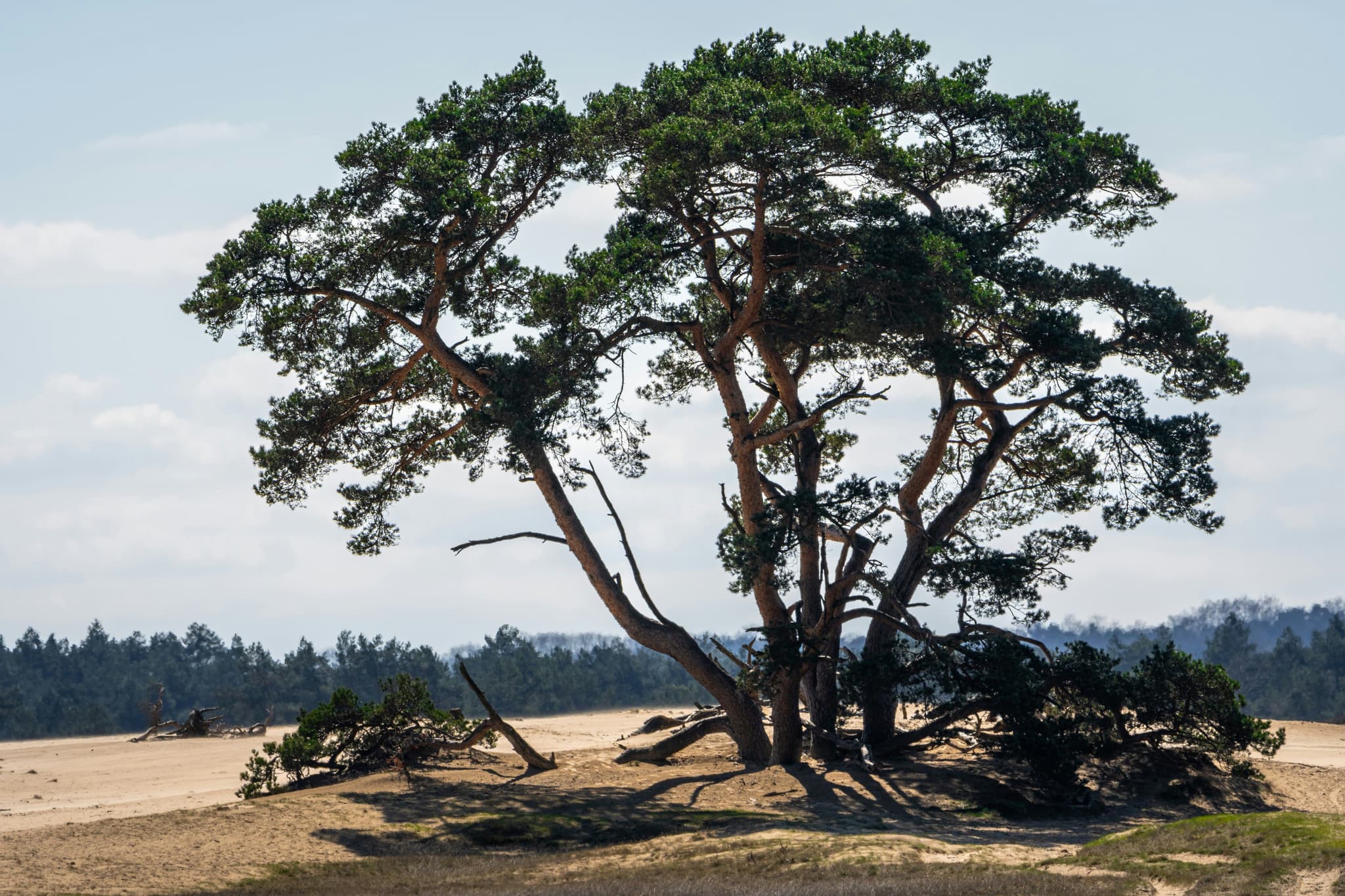 Tree on sand in Hoge Veluwe national park