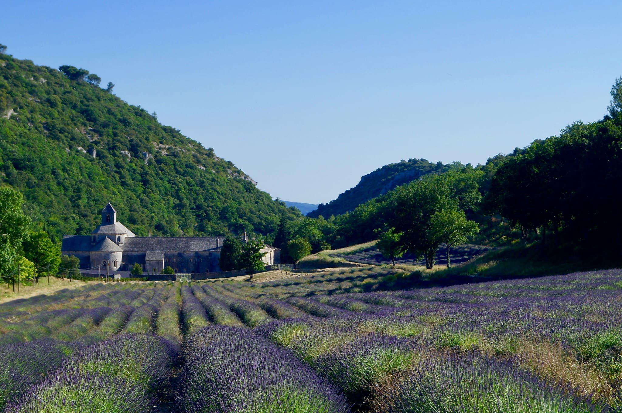 Lavender fields in bloom in Provence, France