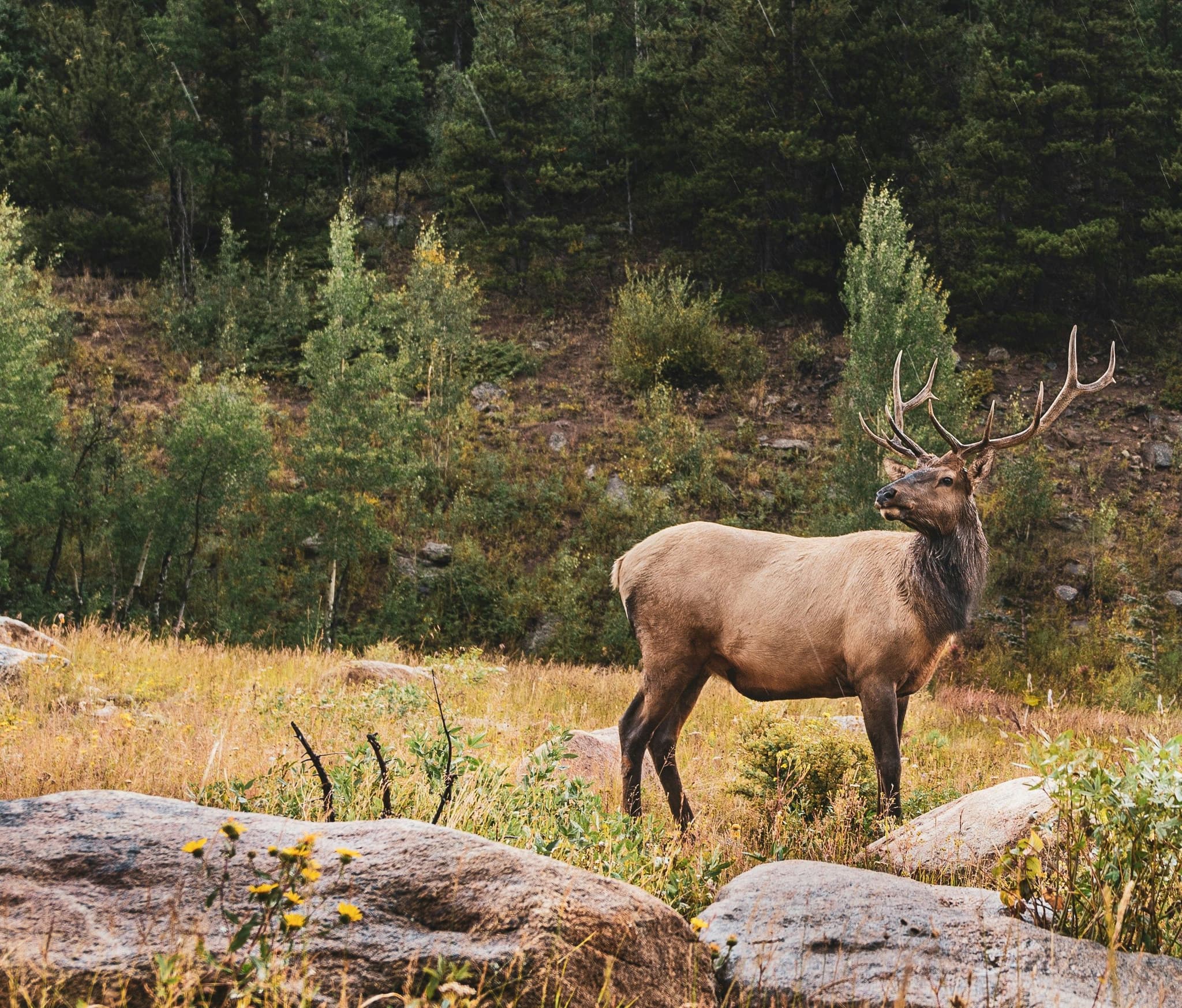 Elk animal in nature