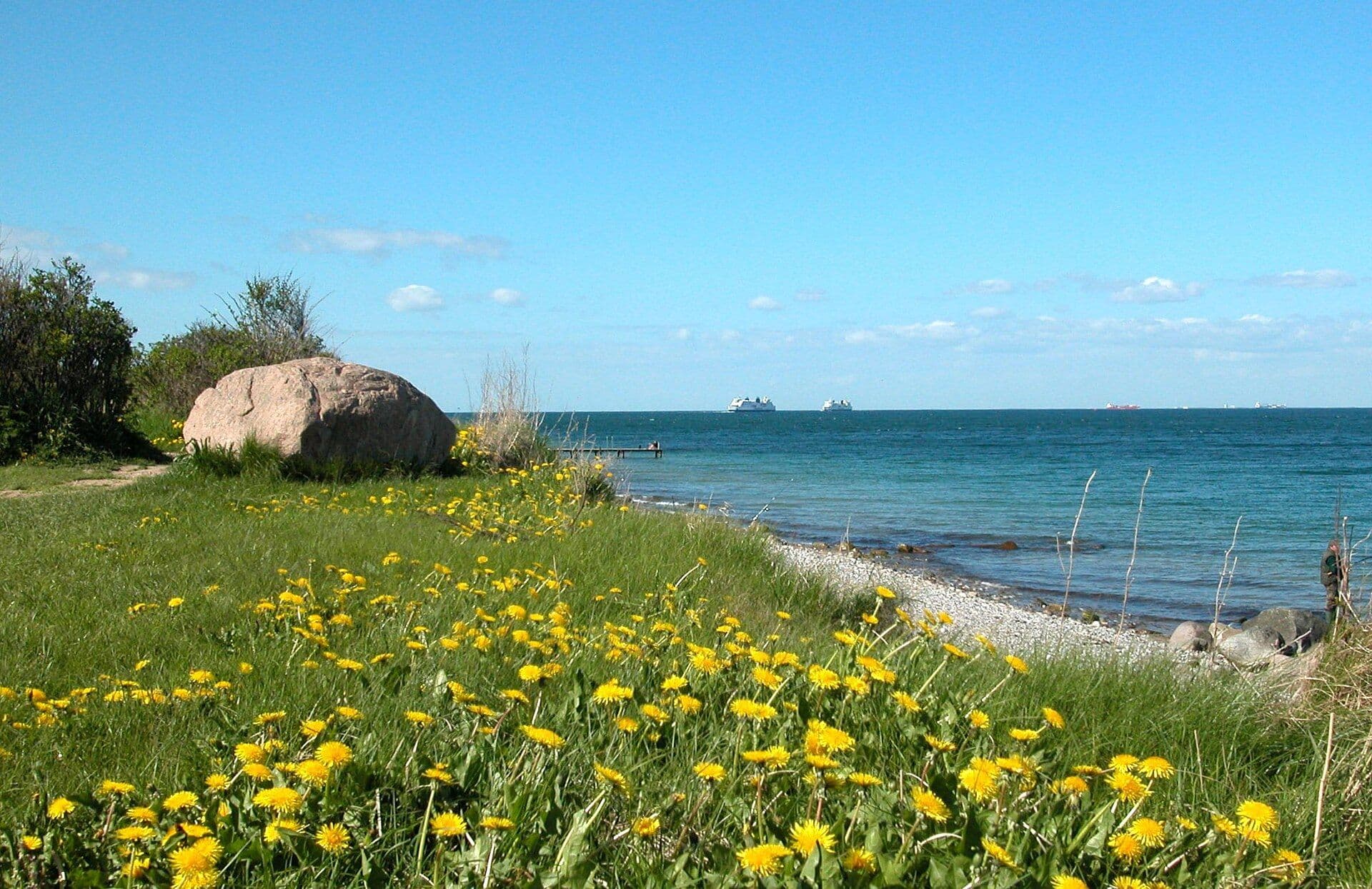 Beach of Fehmarn with grass and yellow flowers