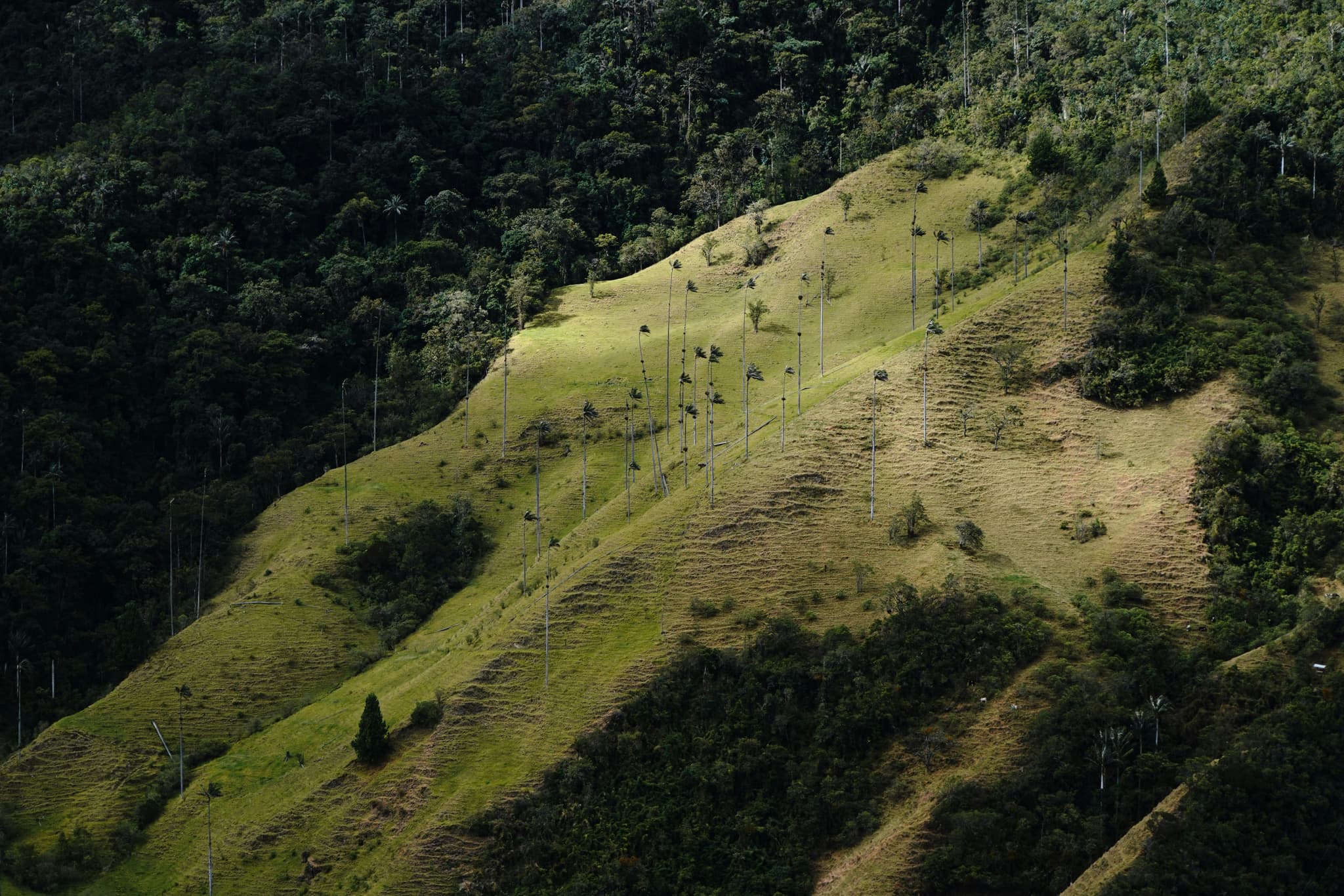 Tall wax palms rising out of the misty hillsides of the Cocora Valley, Colombia's national tree.