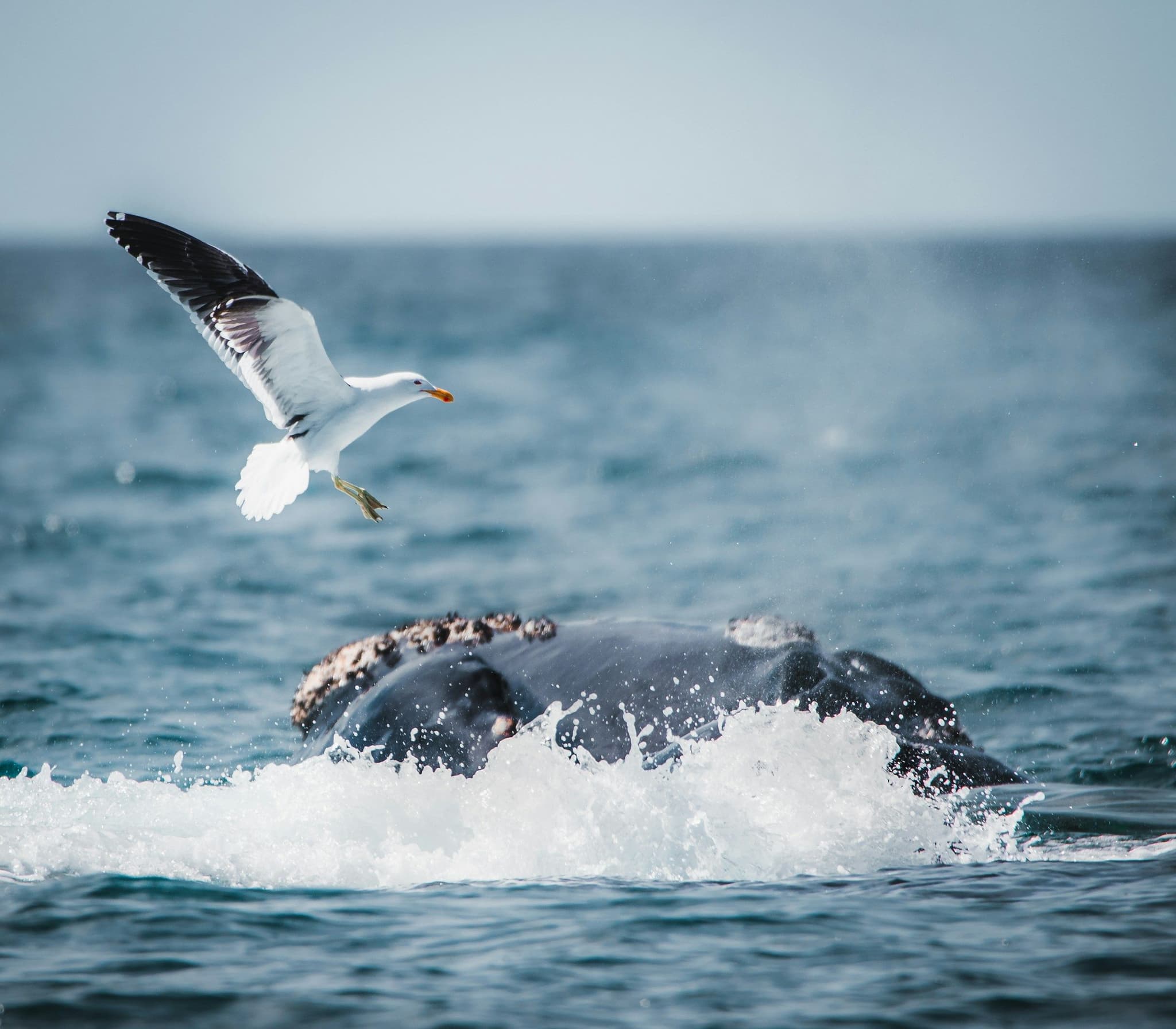 A whale surfacing with a seabird flying above