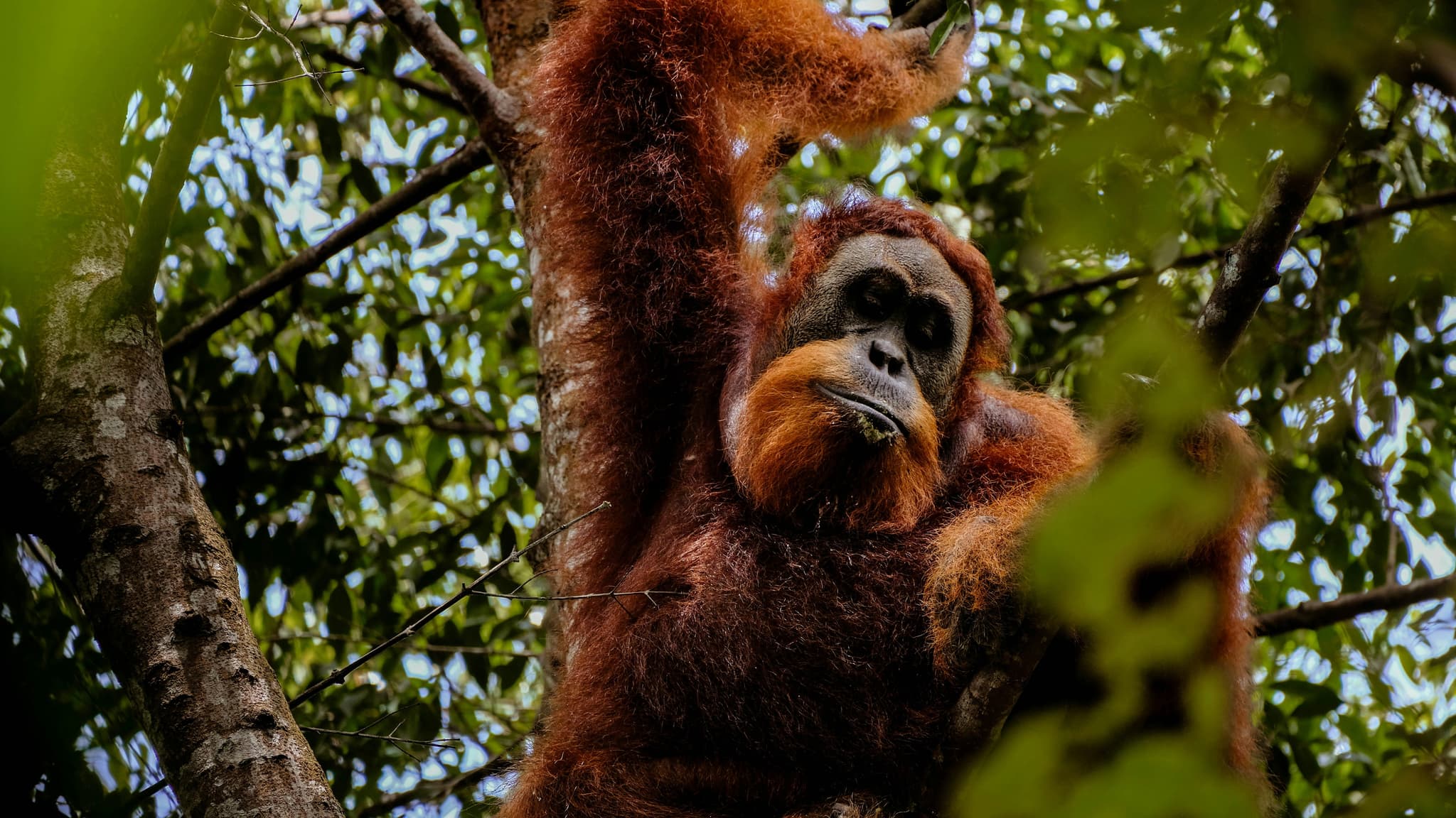 Bukit Lawang orangutan sitting in a tree