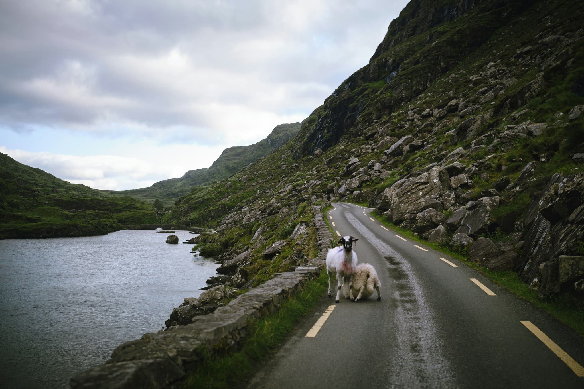 Sheep on the road in Ireland surrounded by mountains and sea on a cloudy day