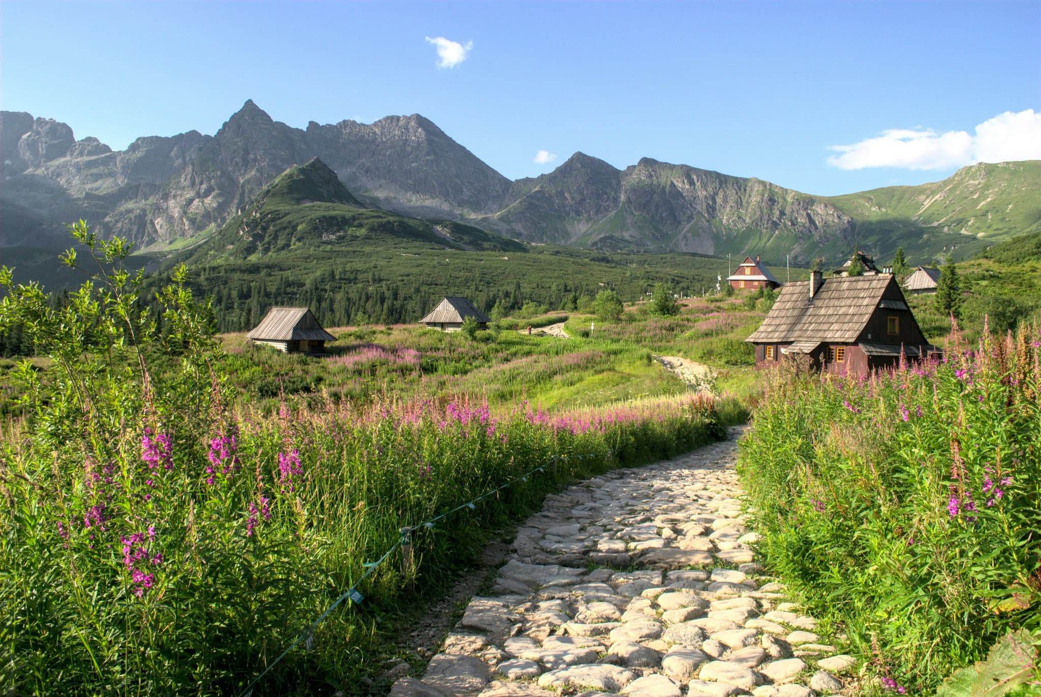 Green mountainous area in Zakopane with a stone path and pink flowers
