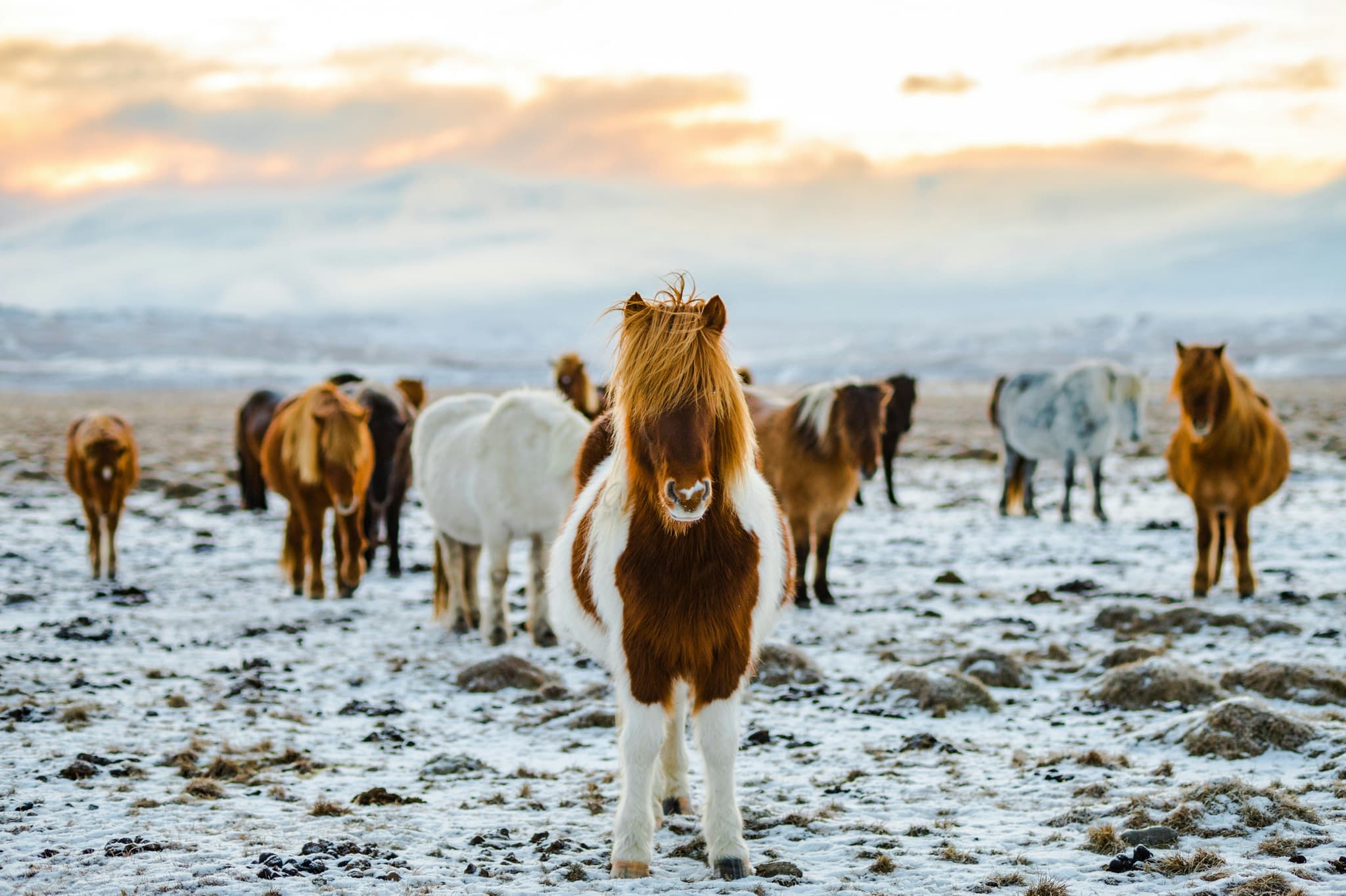 A group of brown and white horses in the snow in Iceland landscape