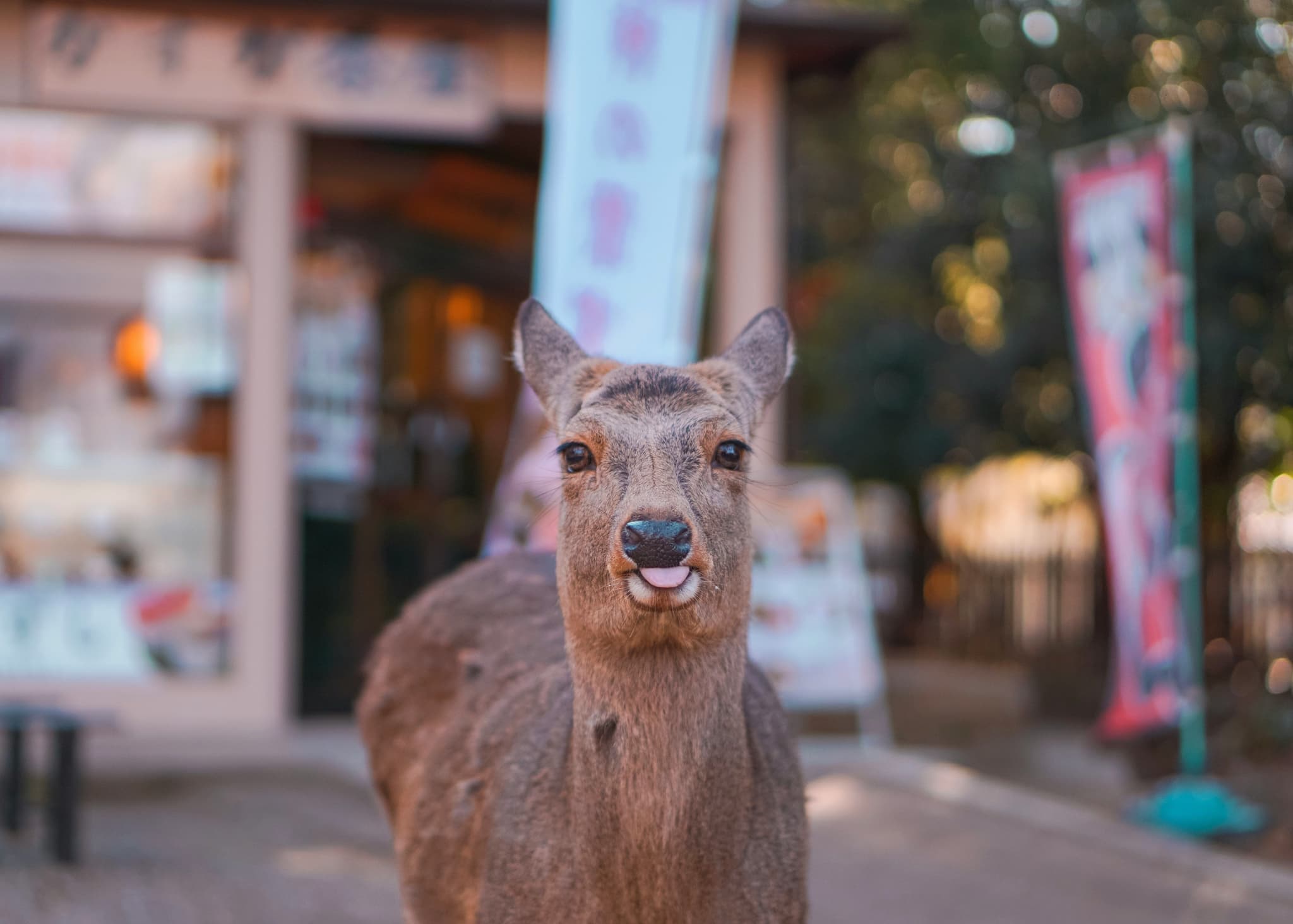 Deer of Nara in Japan