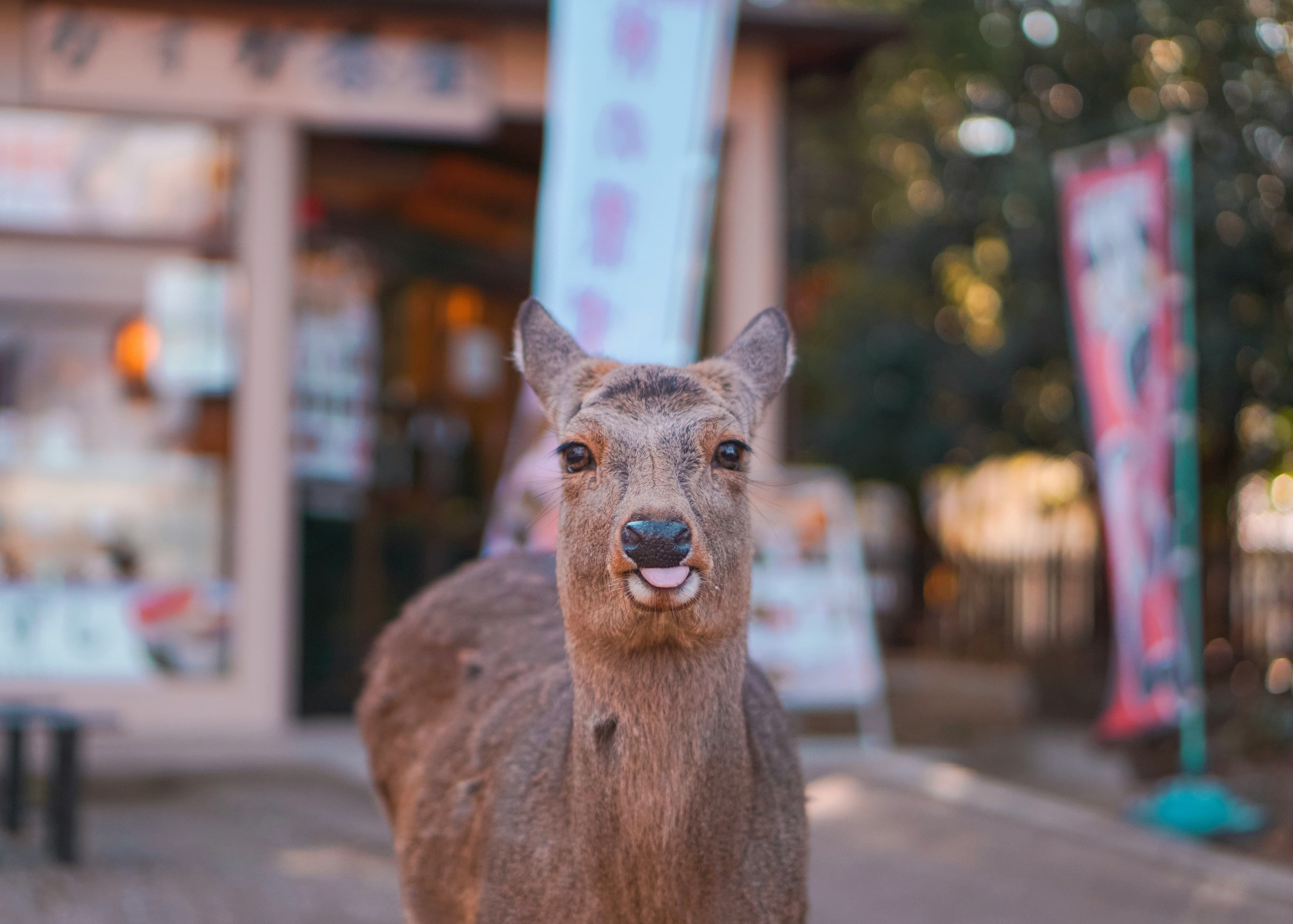 Deer of Nara in Japan