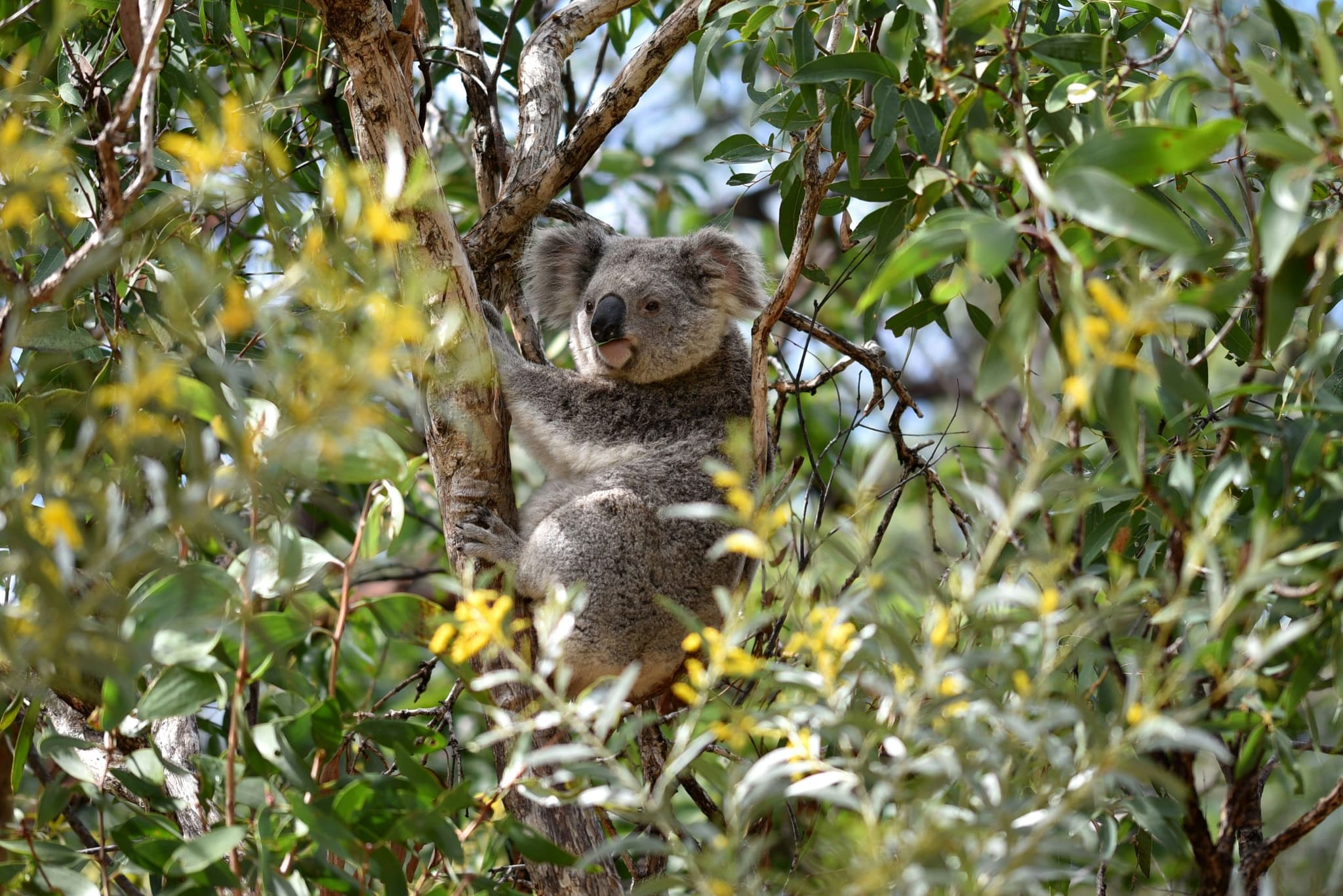 A koala hugging a lime trea surrounded by leaves