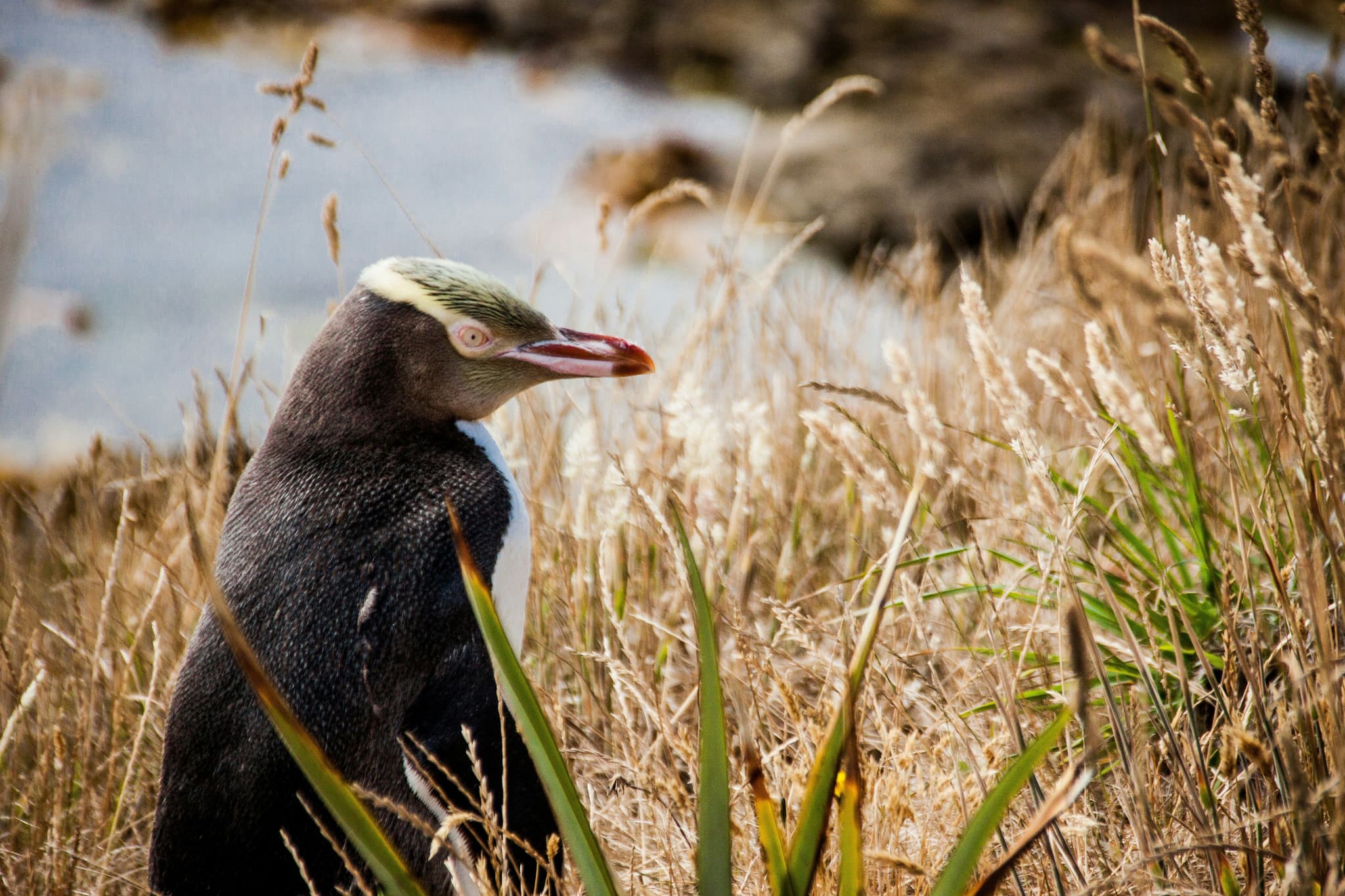 Yellow eyed penguin in dry grass in new zealand