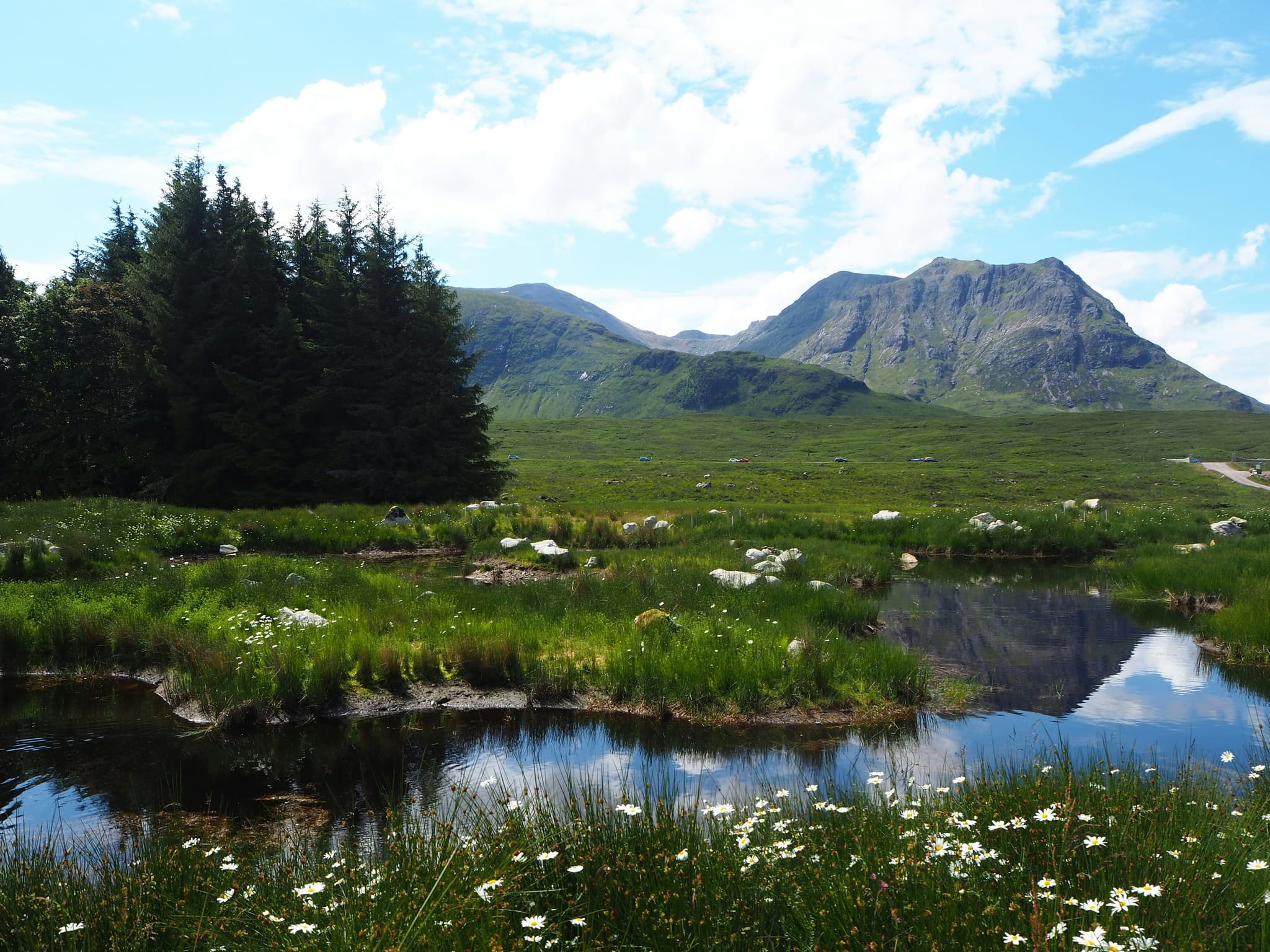 Nature landscape with green grash, white flowers and trees and mountains and a small creek